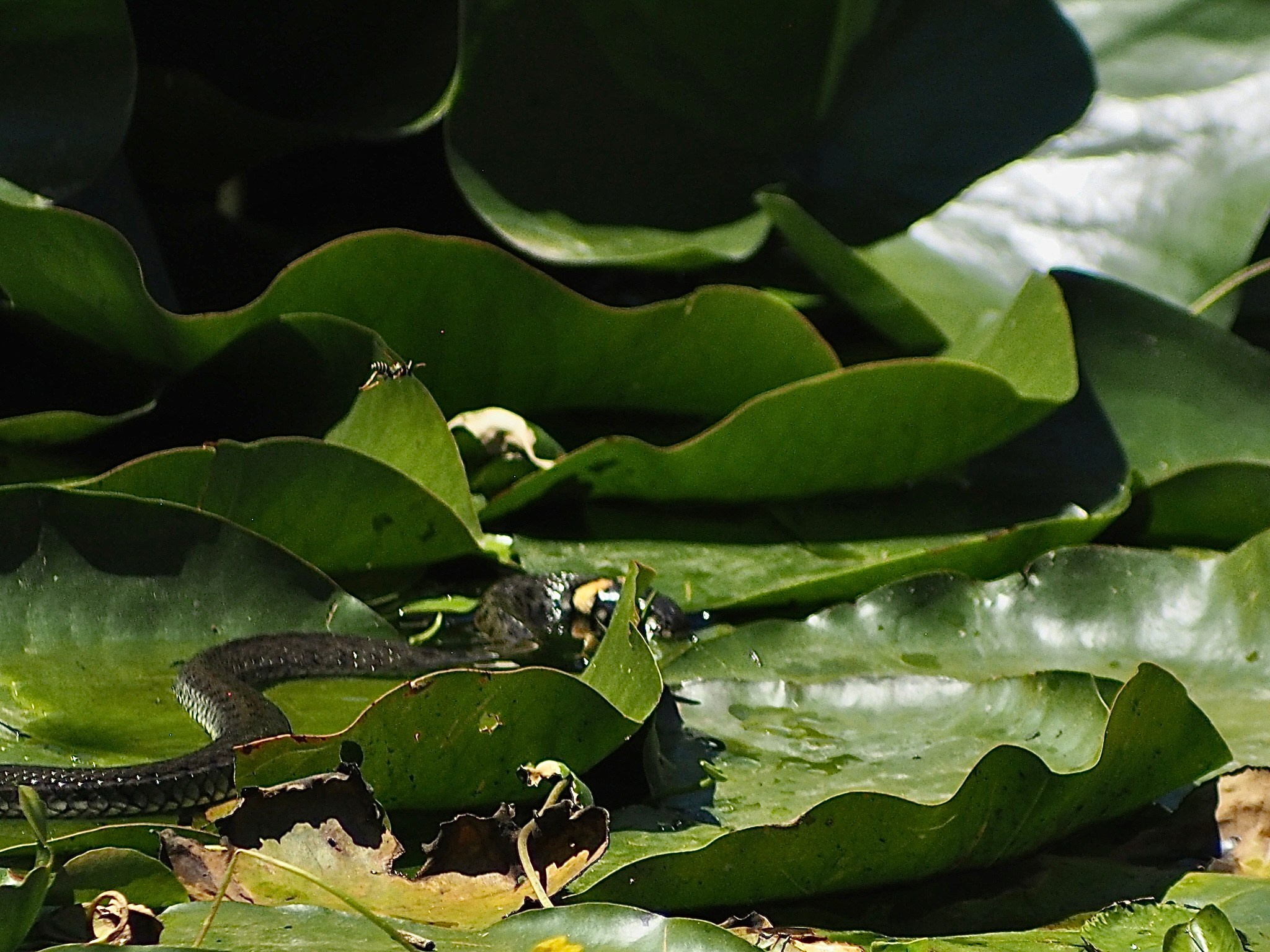 Флора и фауна. Смотри, красота!