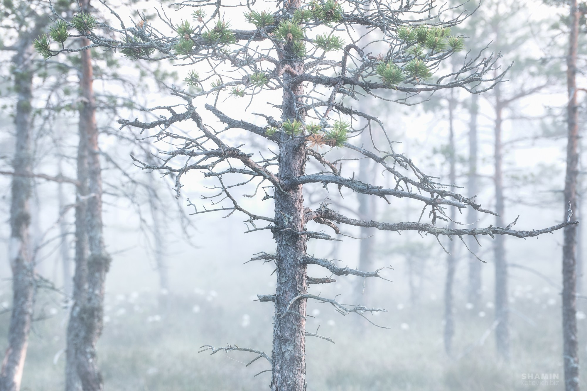 Пейзажи Ленинградской области — озёра, болота, побережье Финского залива, леса и рассветы Северо-Запада России. Природа и свет Ленинградской области. Фотограф Константин Шамин