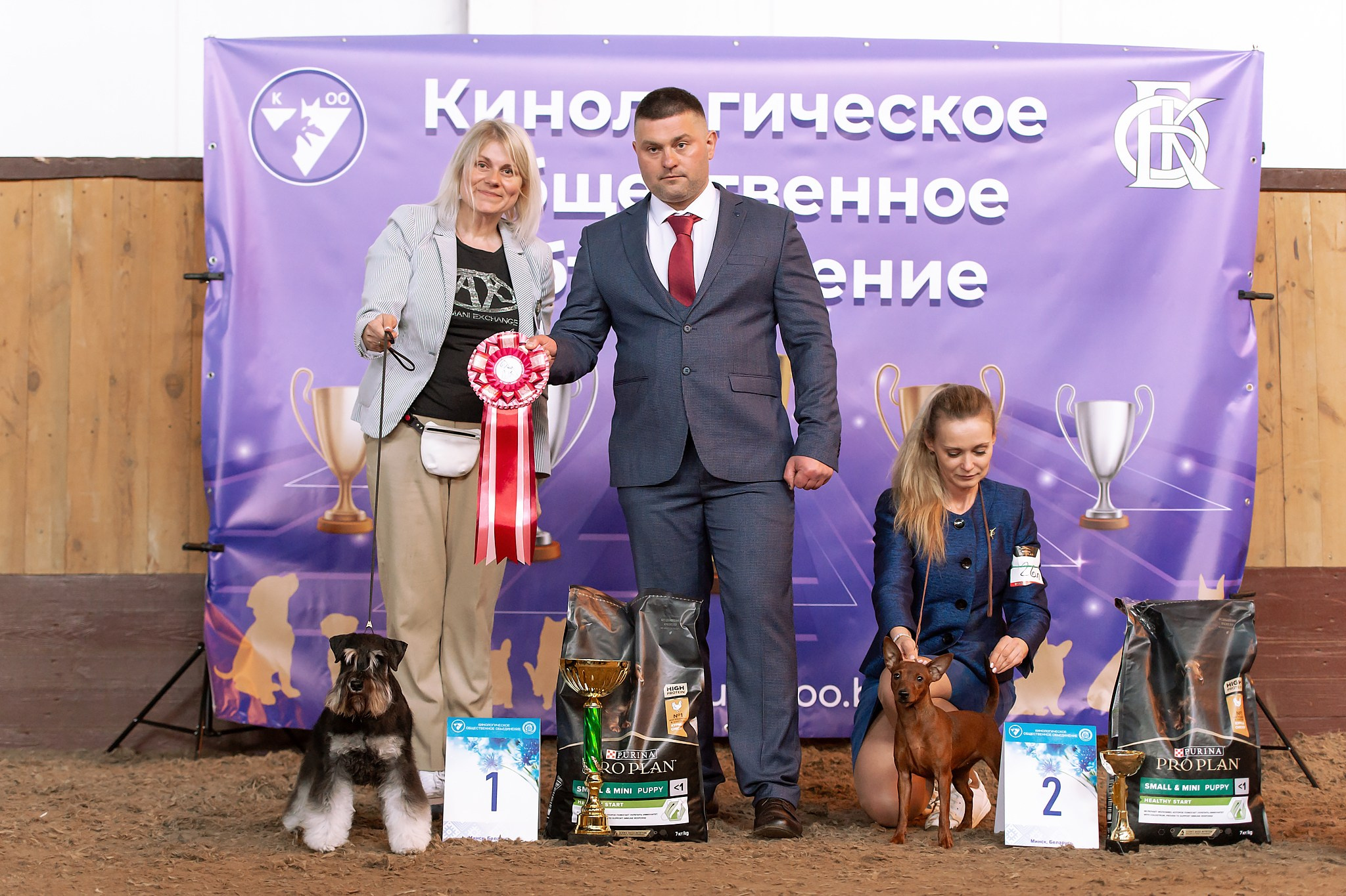 Харли/ Delinso Balance Ultima Gail. Питомник цвергшнауцеров в Беларуси «Делинсо Бэлэнс»