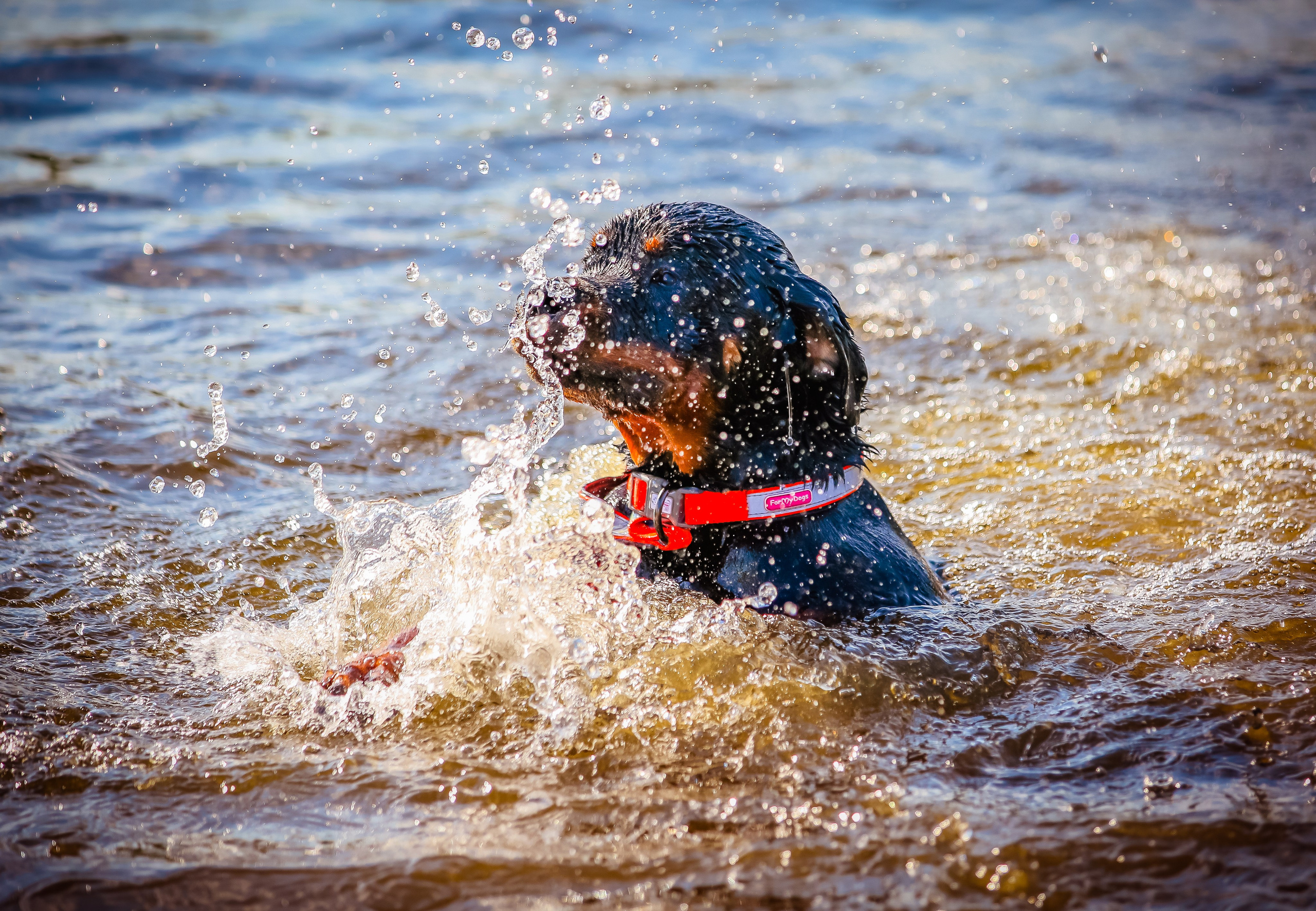 Животные. Авторские туры с профессиональным фотографом