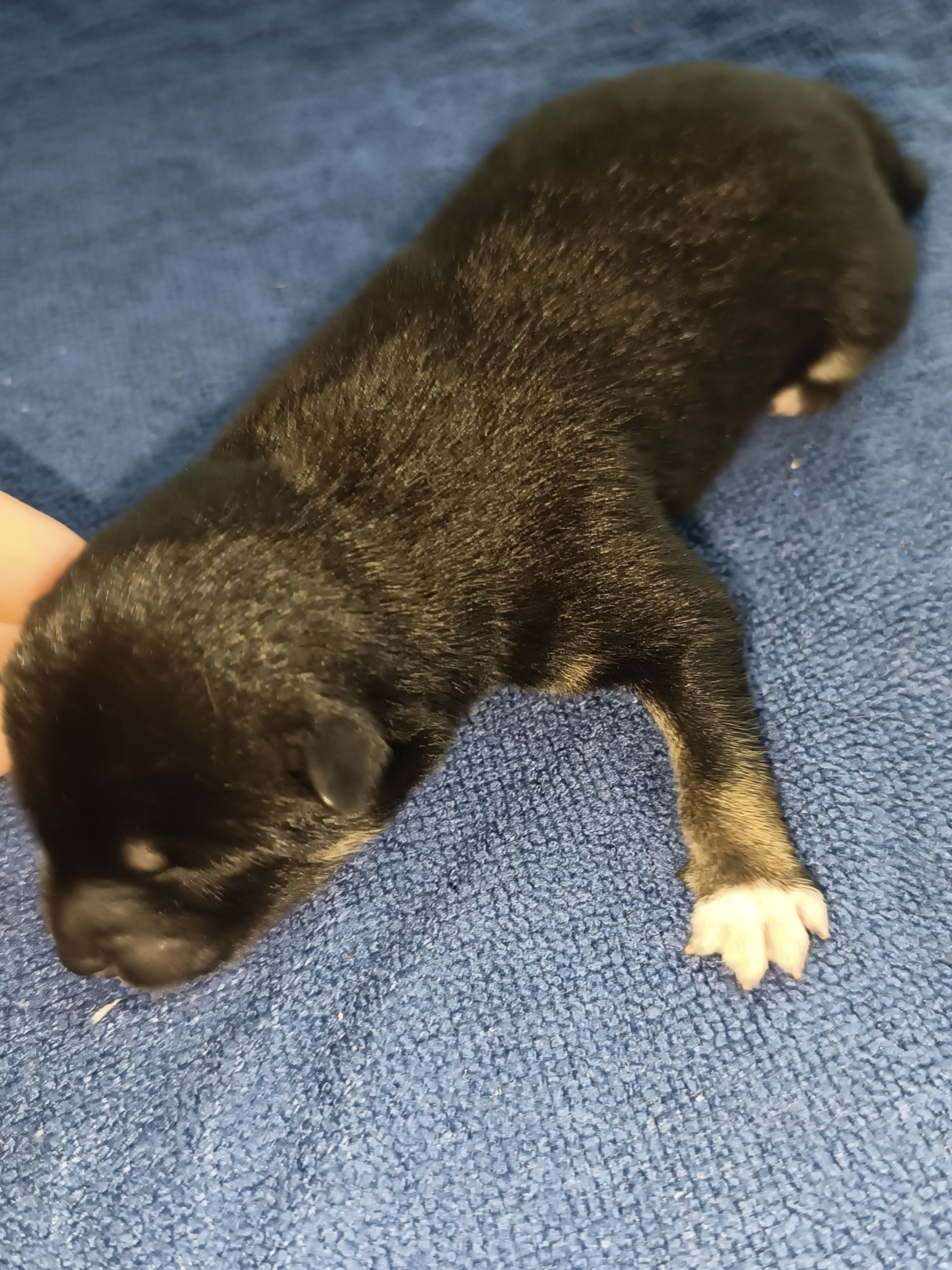 сиба питомник Рубилайт щенки на продажу rubylight  сиба щенки купить СПб Санкт-Петербург 