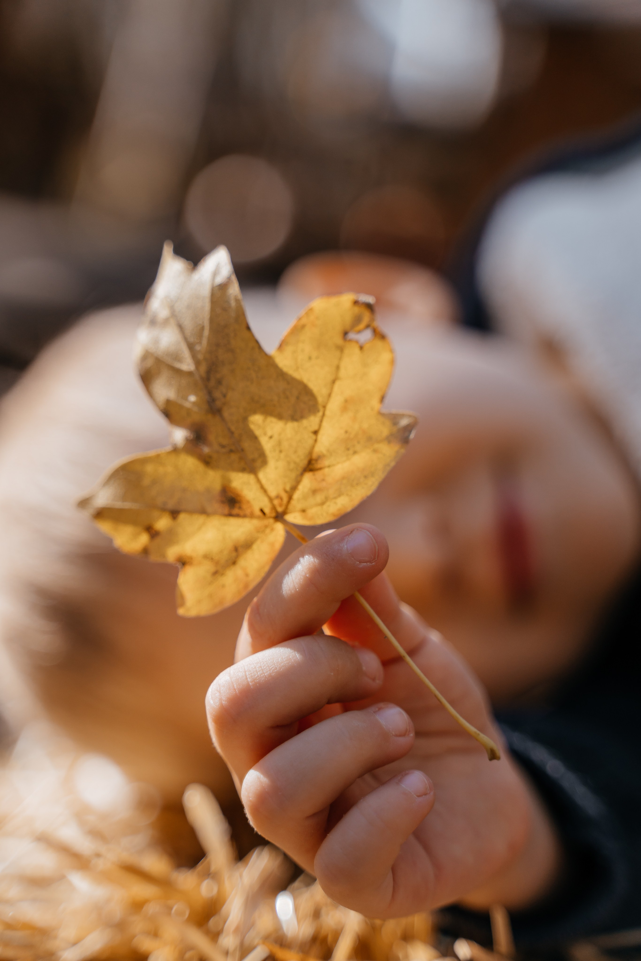 Осень. Фотограф Ларионова Надежда|Ставрополь