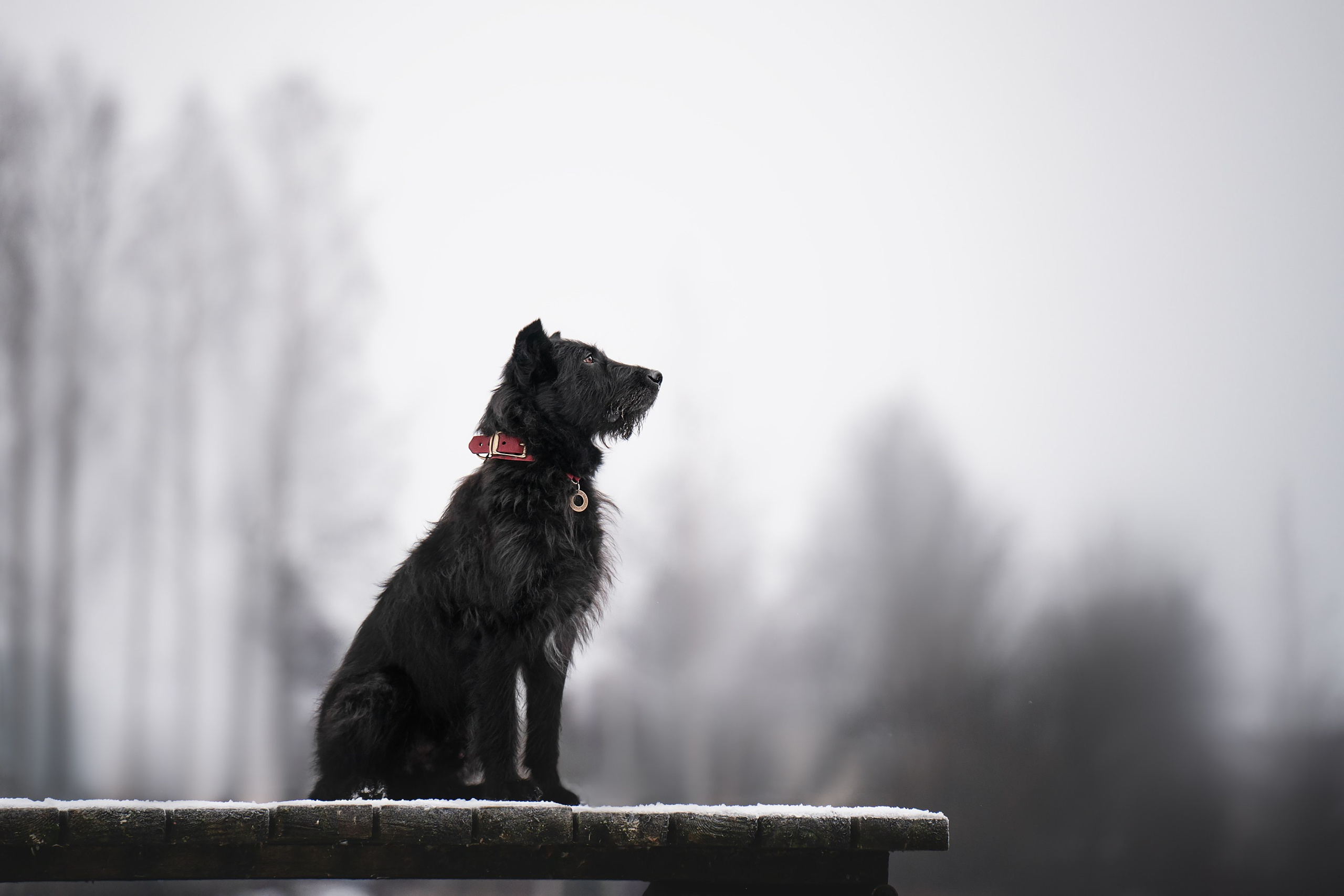 Багир. Фотограф анималист Осипчикова Мария