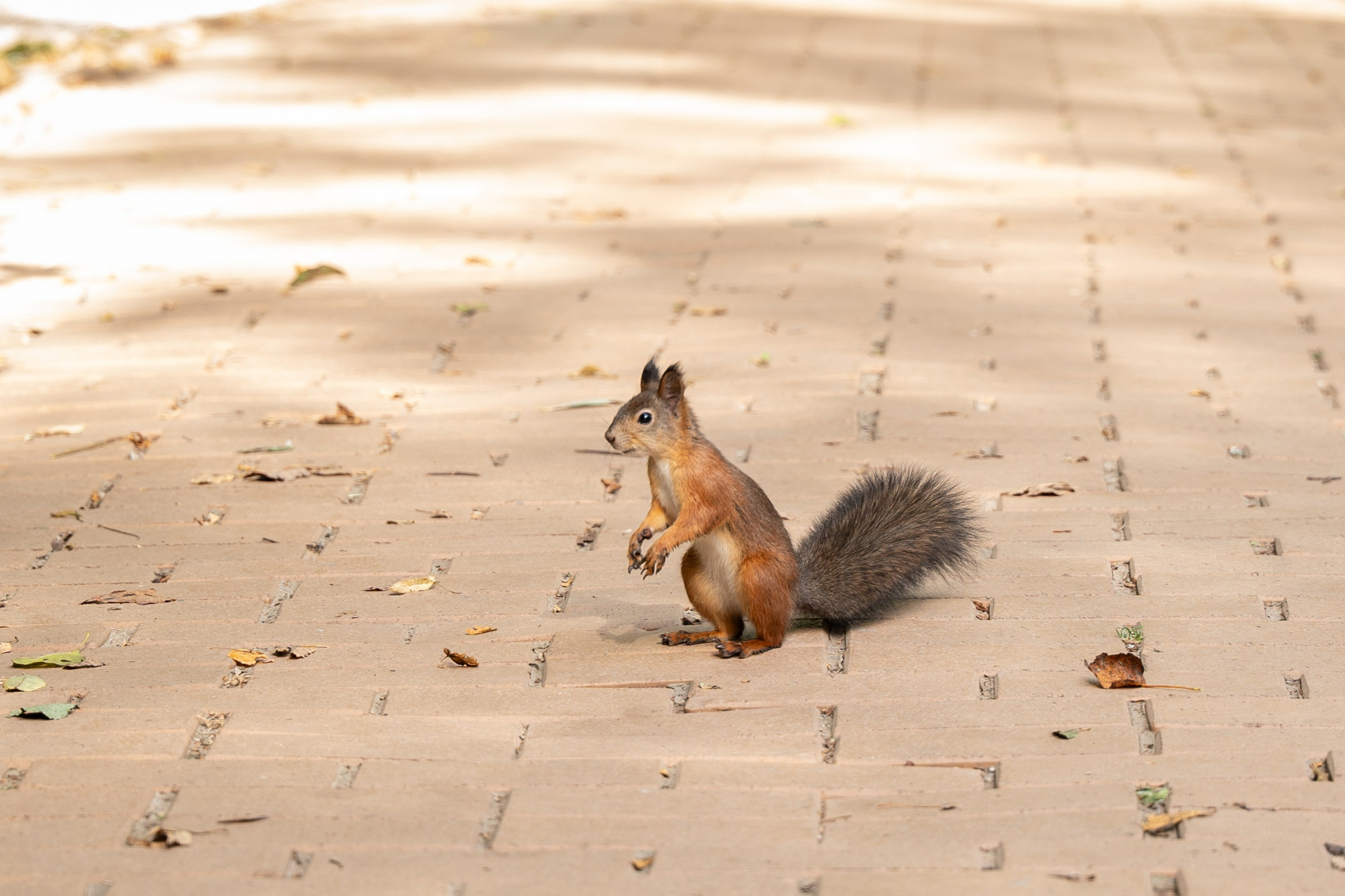 Иван и Наталья. Семейный и детский фотограф в Москве Евгения Миронова