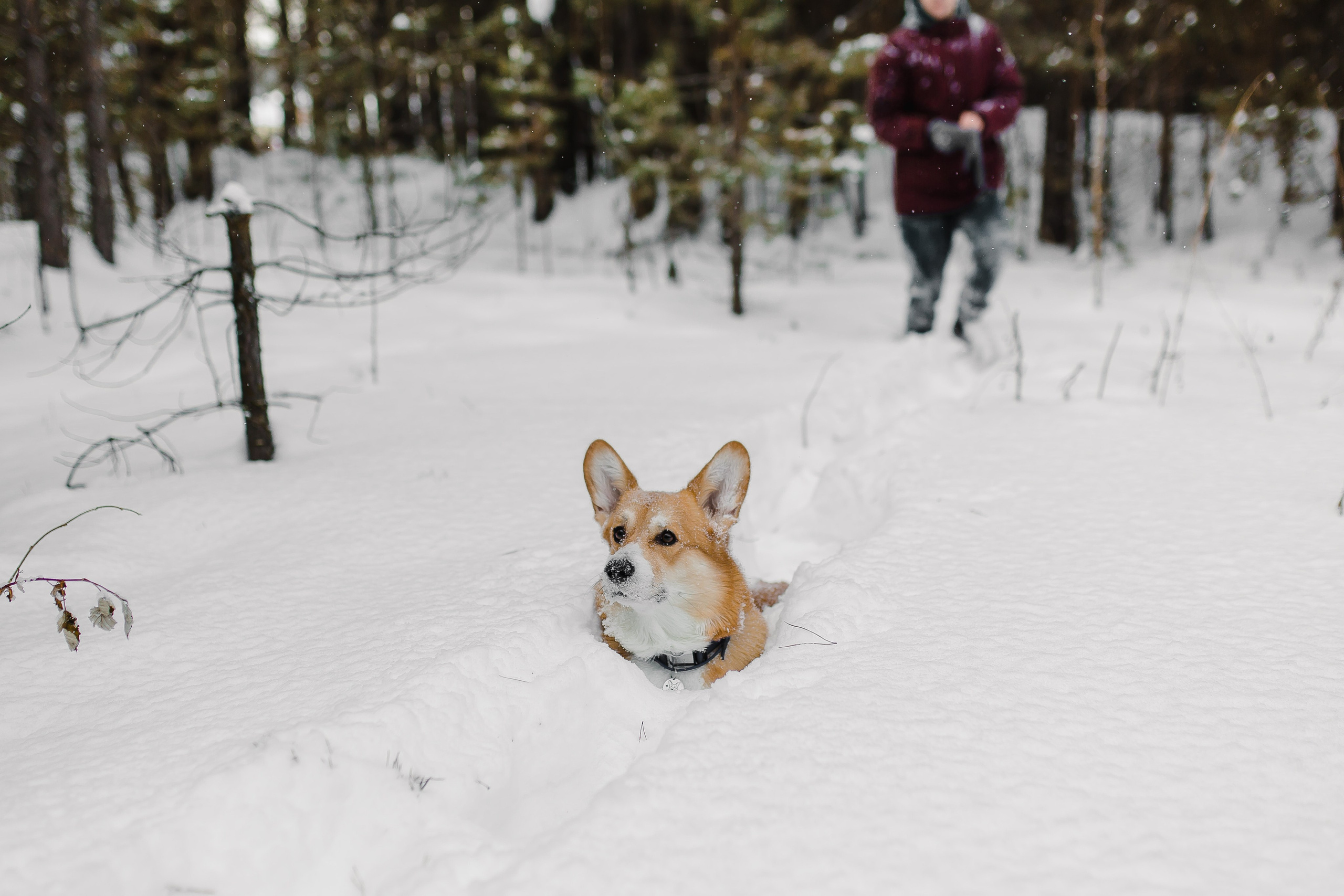 Дима и Даша. Свадебный и семейный фотограф в Томске Алексей