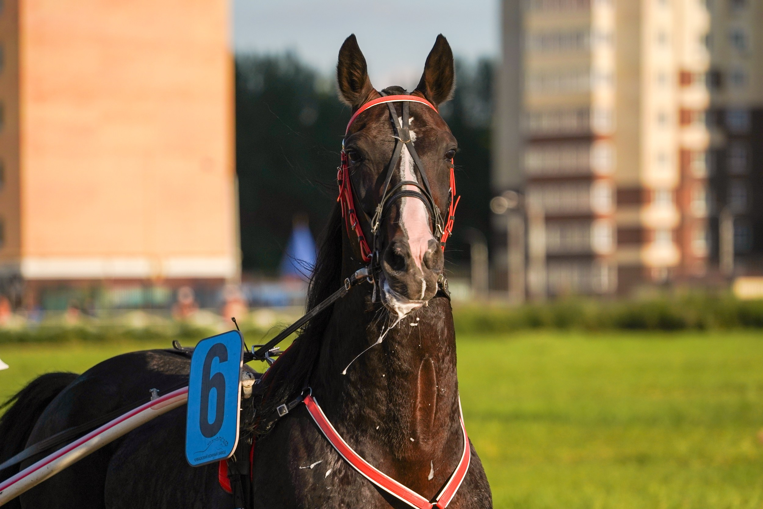 III конные бега на Кубок Главы Чувашии. Фотограф-анималист, портретный фотограф в Чебоксарах Мария Садыкова
