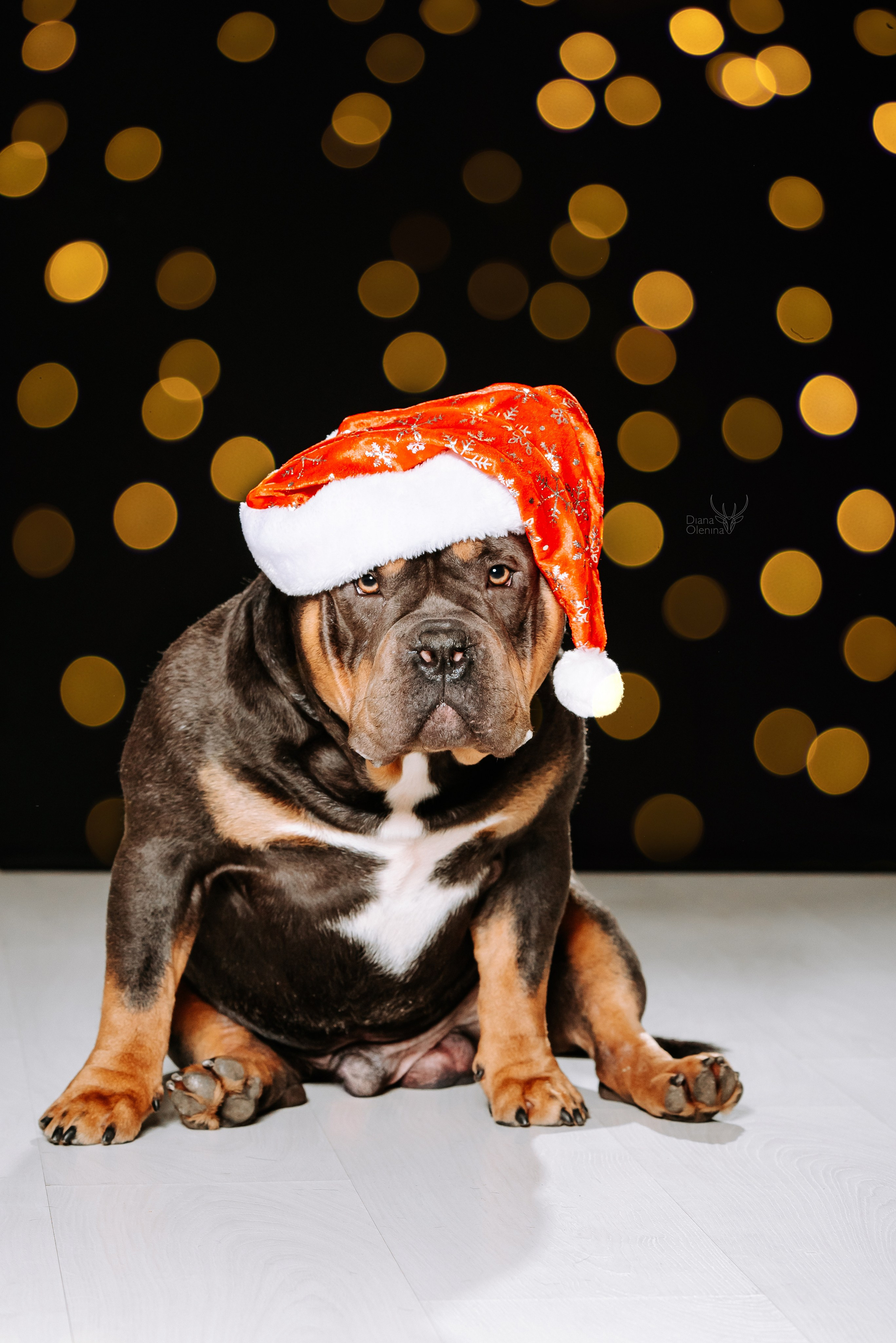 Собаки фоны. Фотограф Диана Оленина Красноярск / Братск