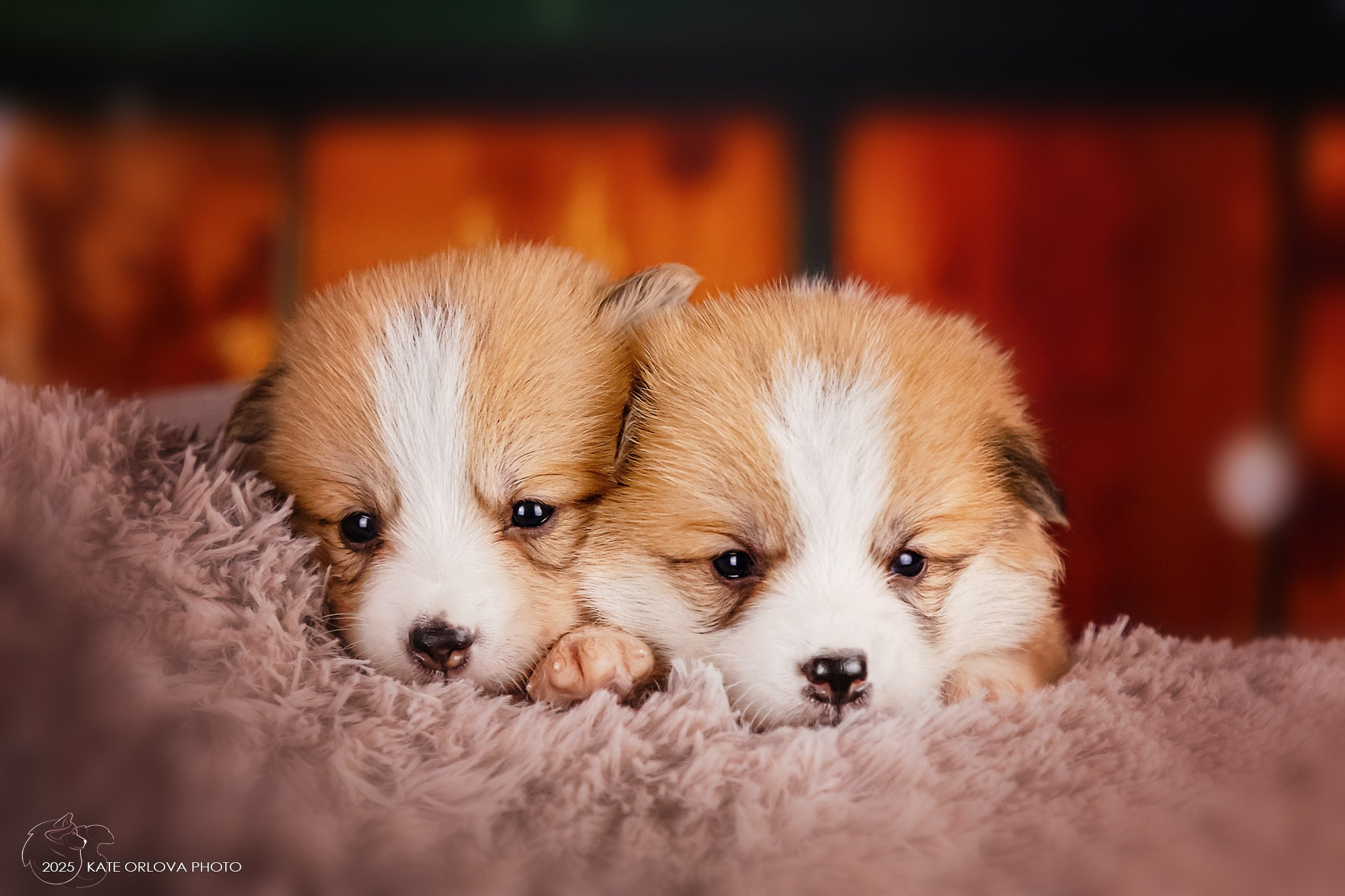 А — Кола и Цесей. Kawaii Kuma питомник собак пород Корги пемброк, Акита ину, Сиба