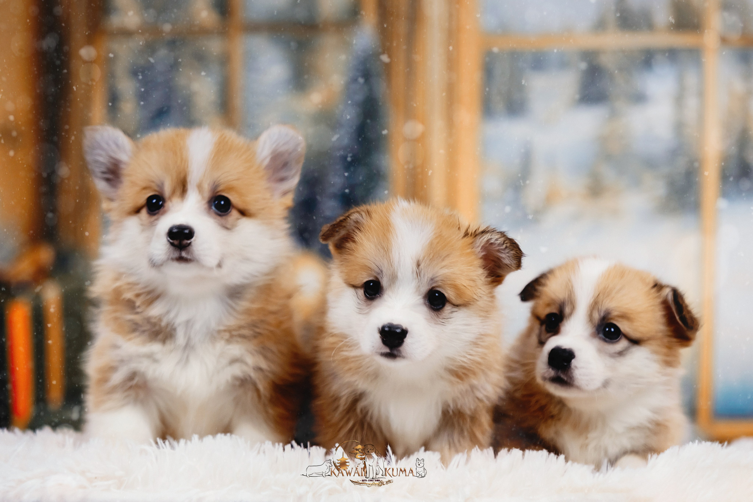 А — Кола и Цесей. Kawaii Kuma питомник собак пород Корги пемброк, Акита ину, Сиба