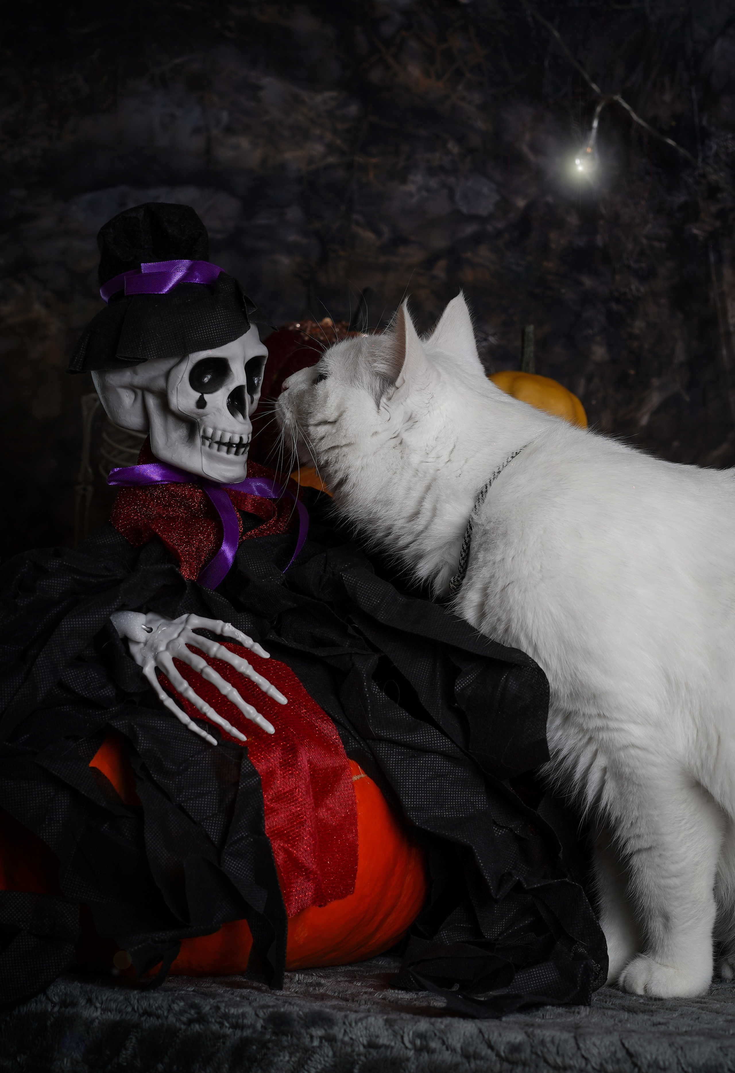 Маффин и Хэллоуин. Фотограф-анималист в Санкт-Петербурге Яна Мартынова