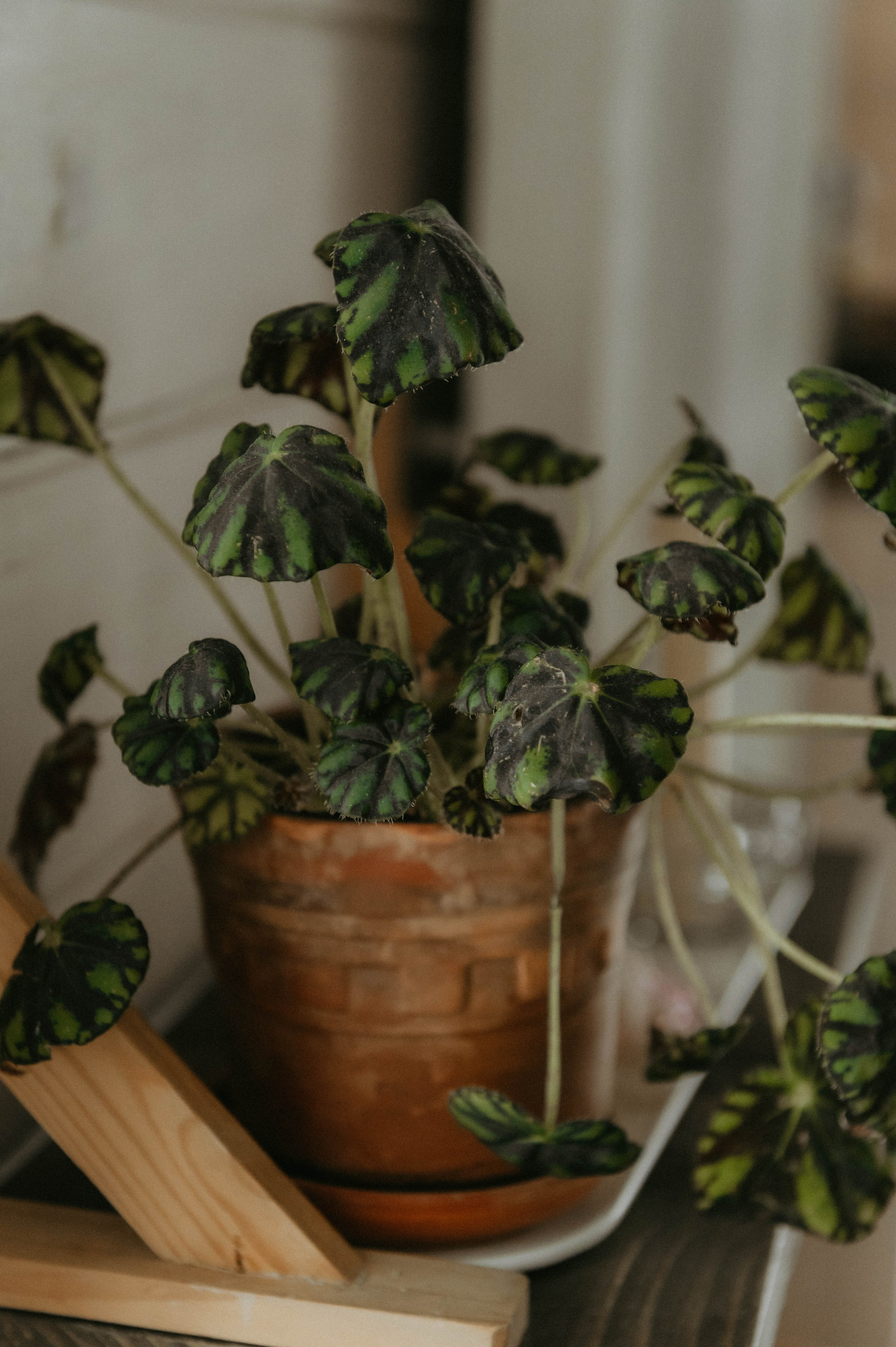 Дочкин Дом. Свадебный и семейный фотограф в Тульской области Пашкова Екатерина