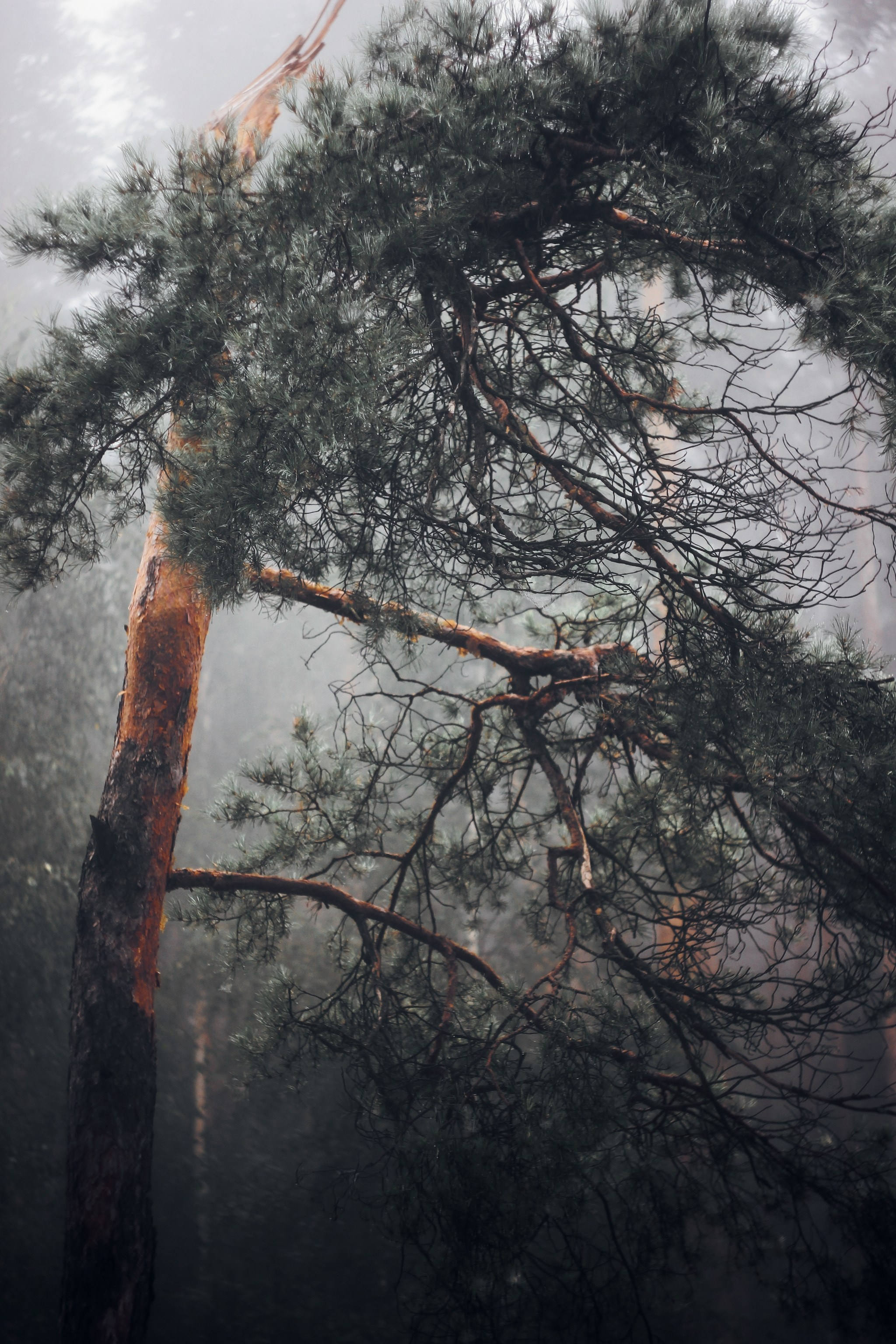 Меланхолия августа. С любовью, фотохудожник