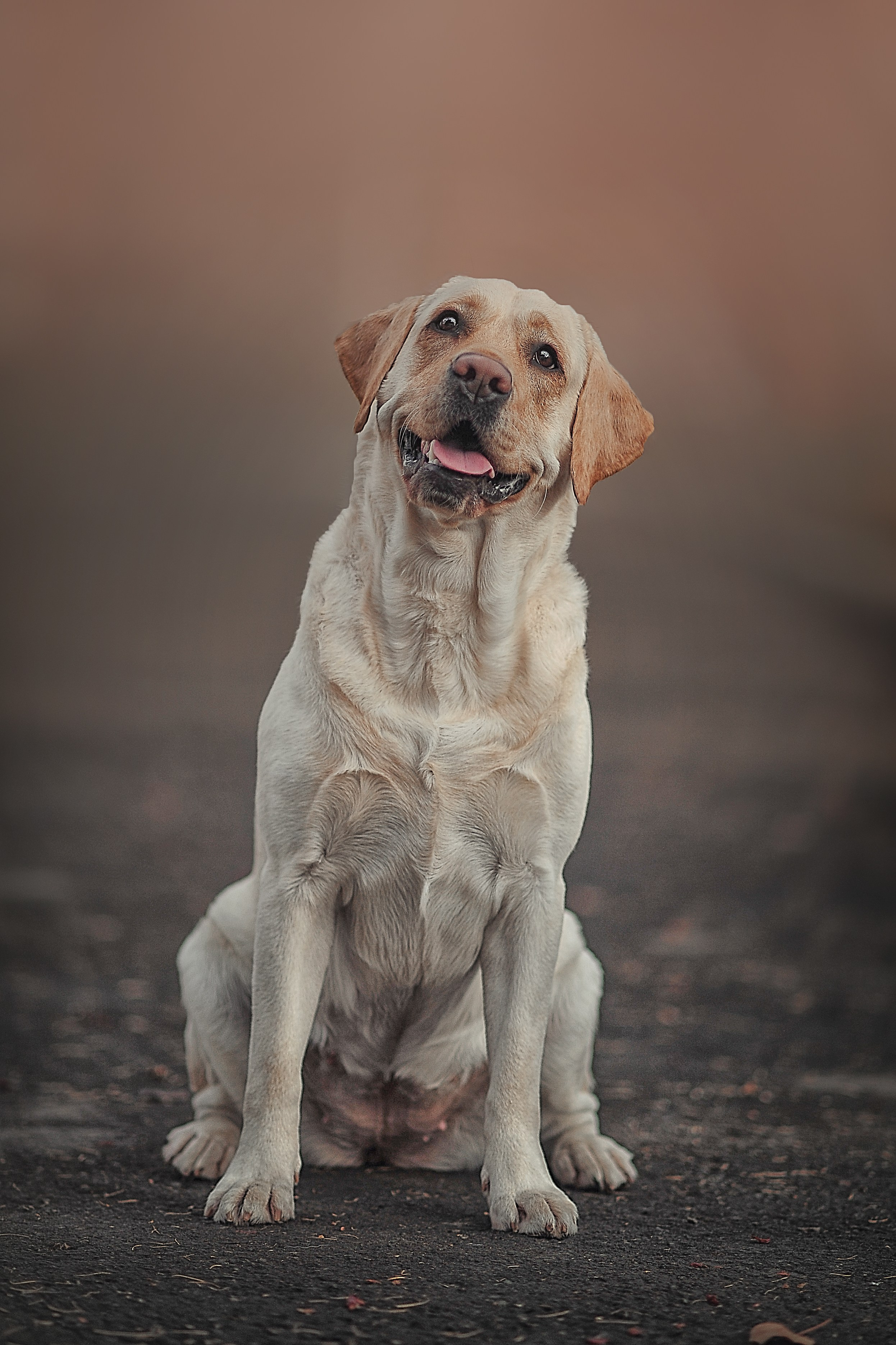 Фотосессия животных в Ижевских, фотограф животных. Детский, семейный фотограф в Ижевске и Москве Аксинья Лысенкова ADEN