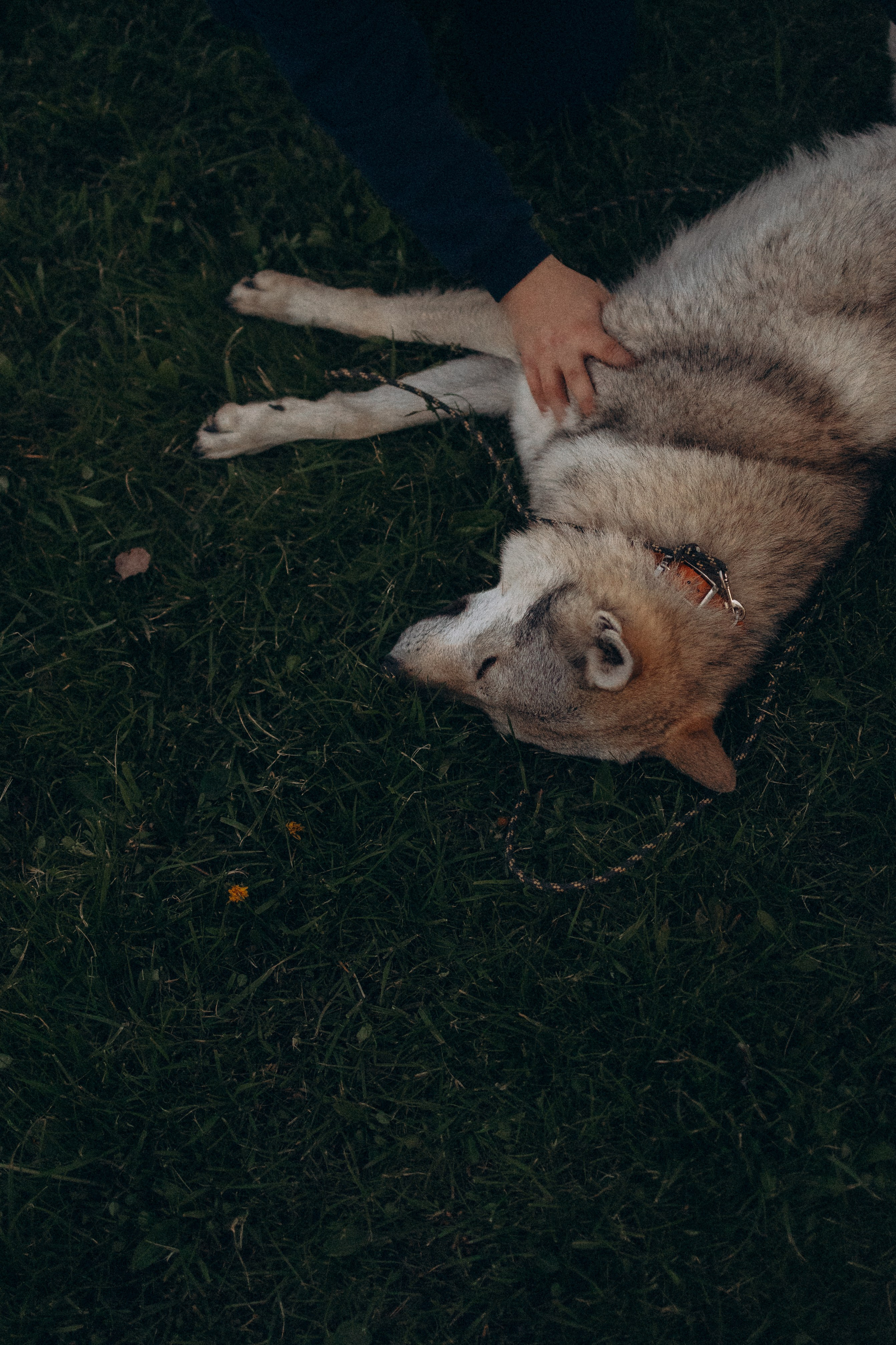 Аня и ее семья. Фотораф — анималист Мария Шистка