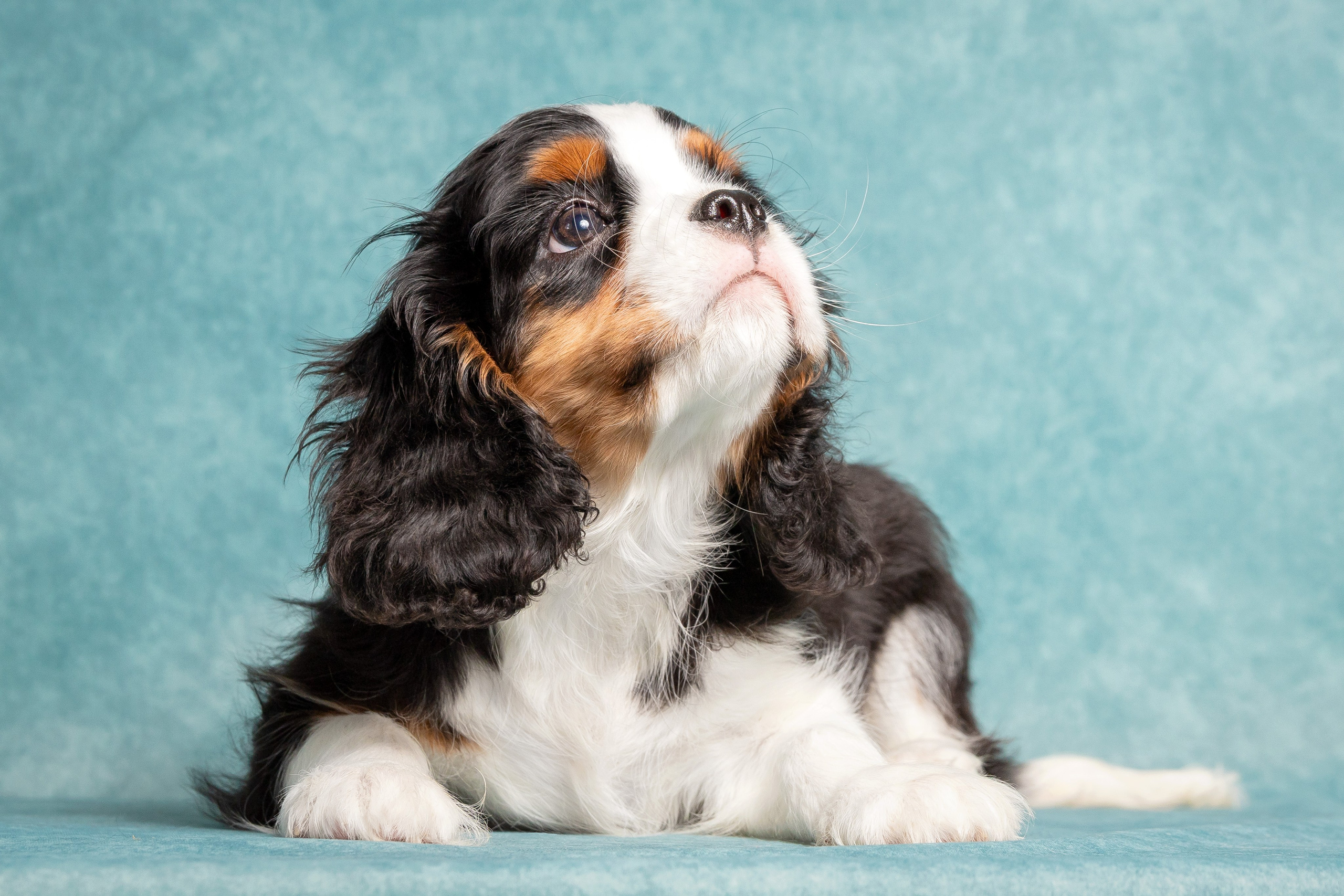 Кавалер Кинг Чарльз спаниель. Юлия Микульская. Рыбинск