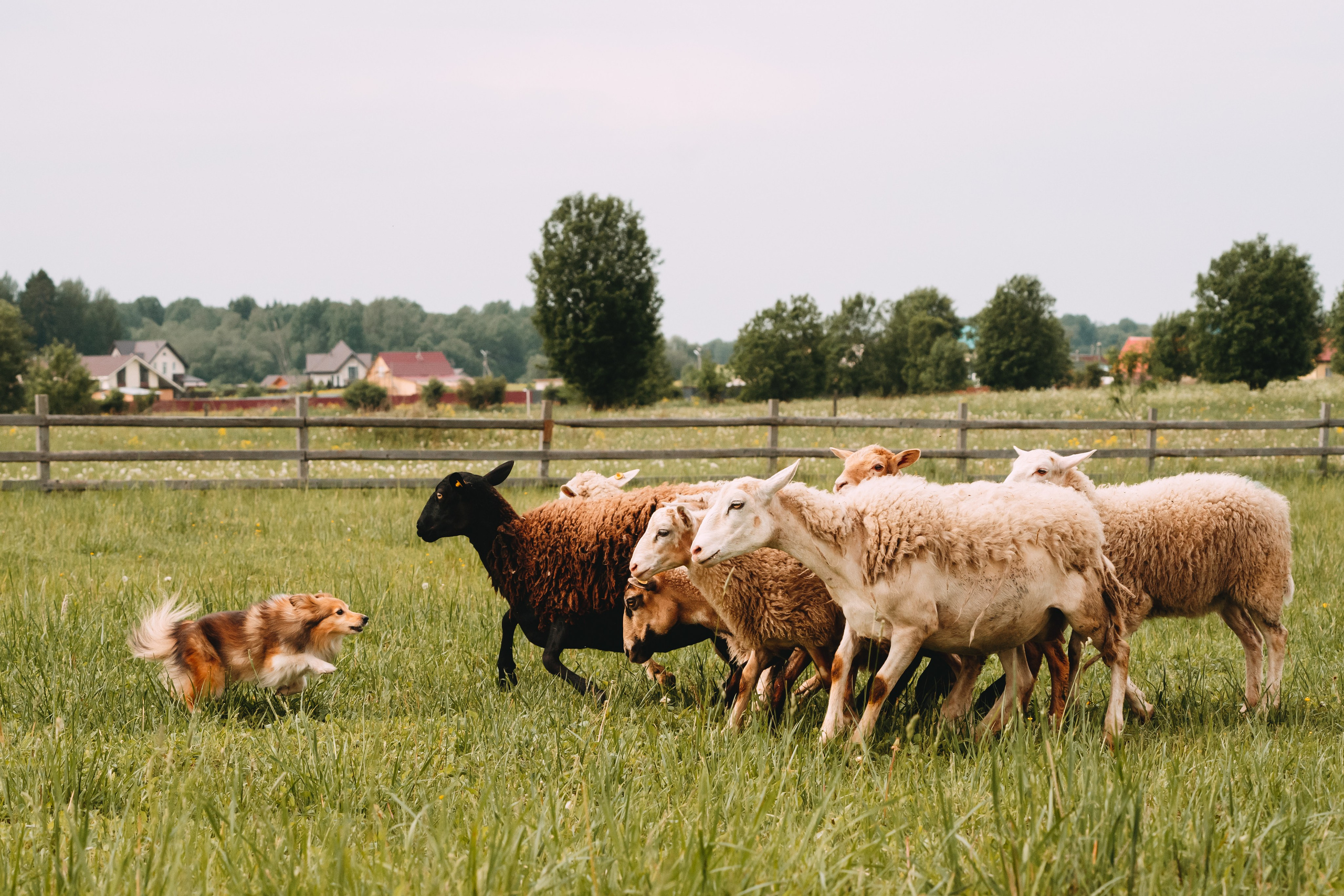 Состязания по пастушьей службе 1-2.06.24, Заостровье. Фотограф-анималист Анастасия Большакова