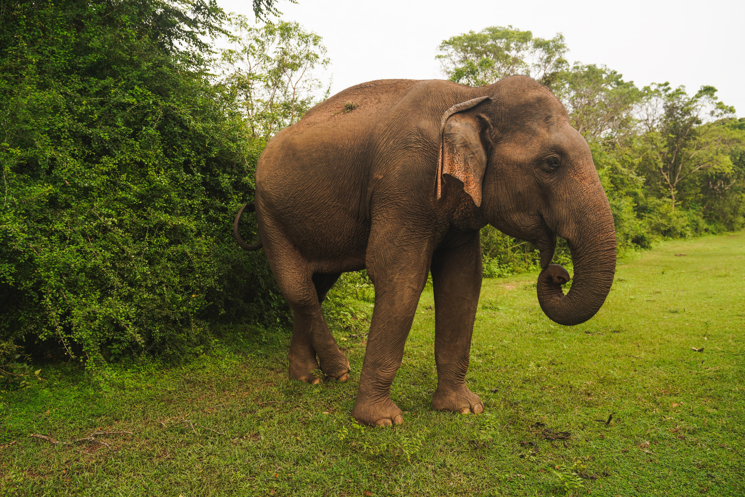 Остров Шри-Ланка. Фотограф Сергей Кишкель Дананг Нячанг Фукуок