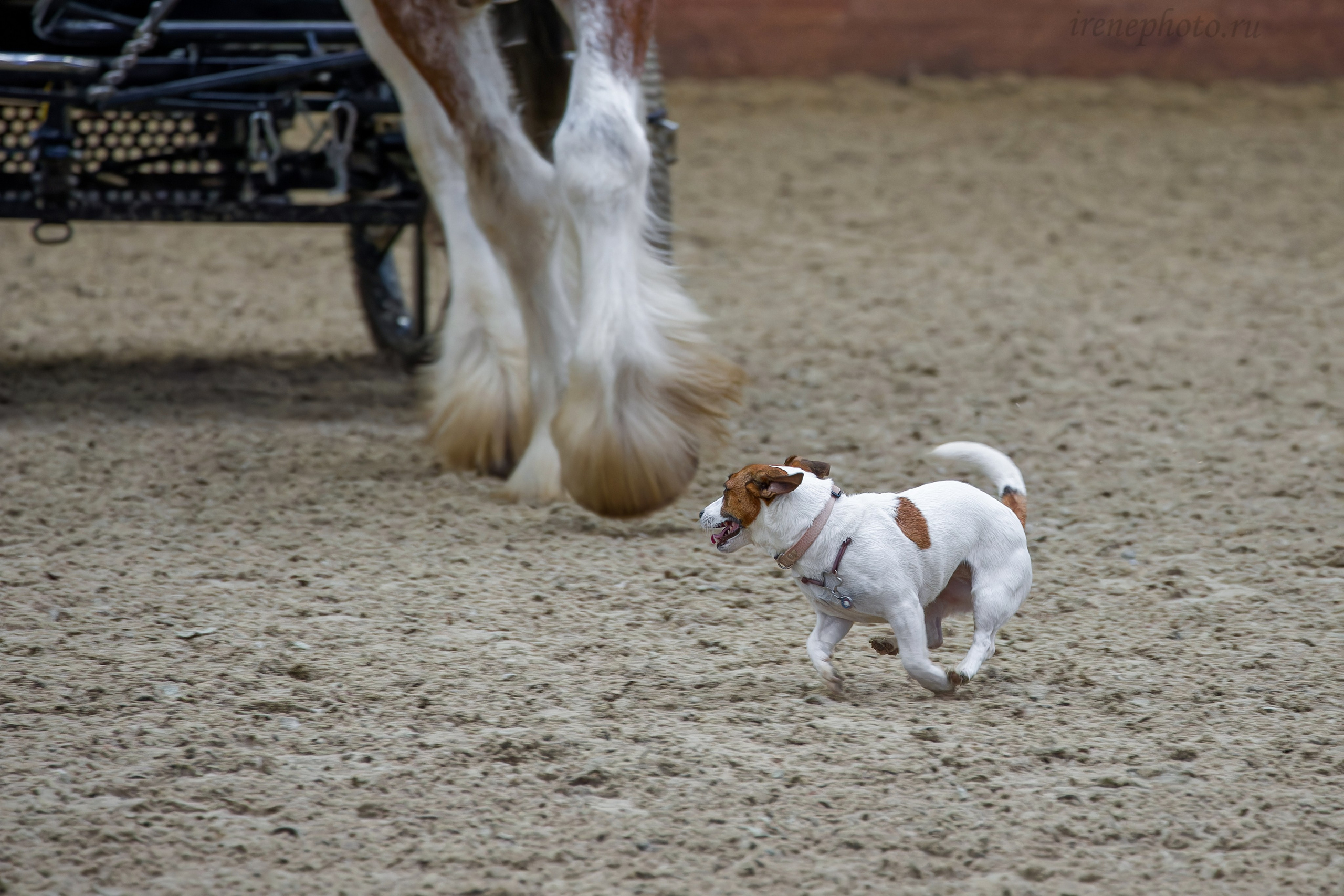 Конная Россия 2024. Irenephoto.ru