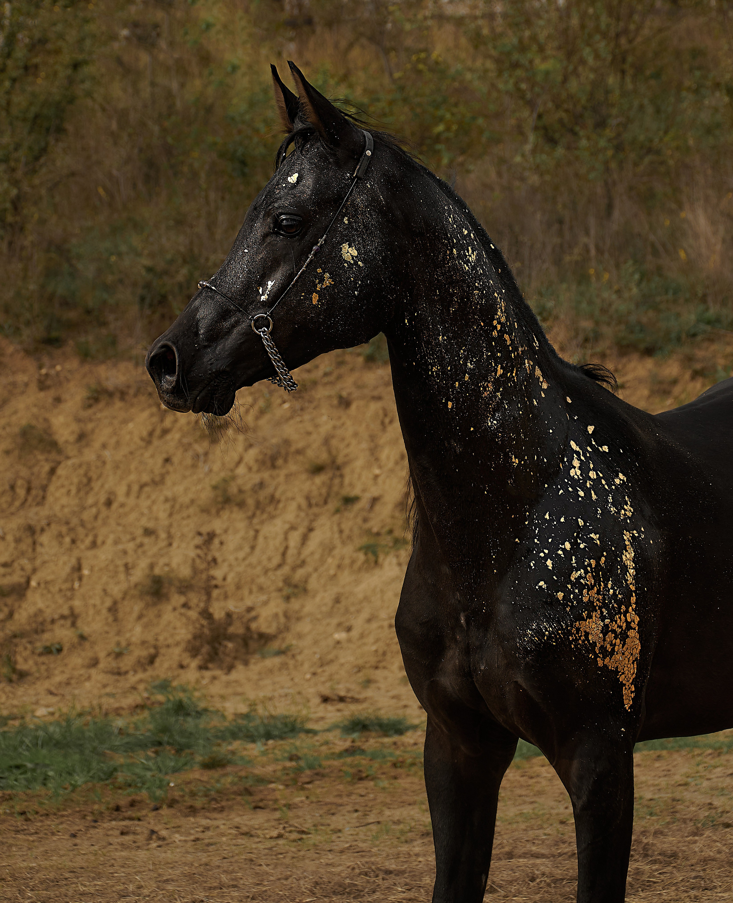 Харакс. Фотограф в Севастополе