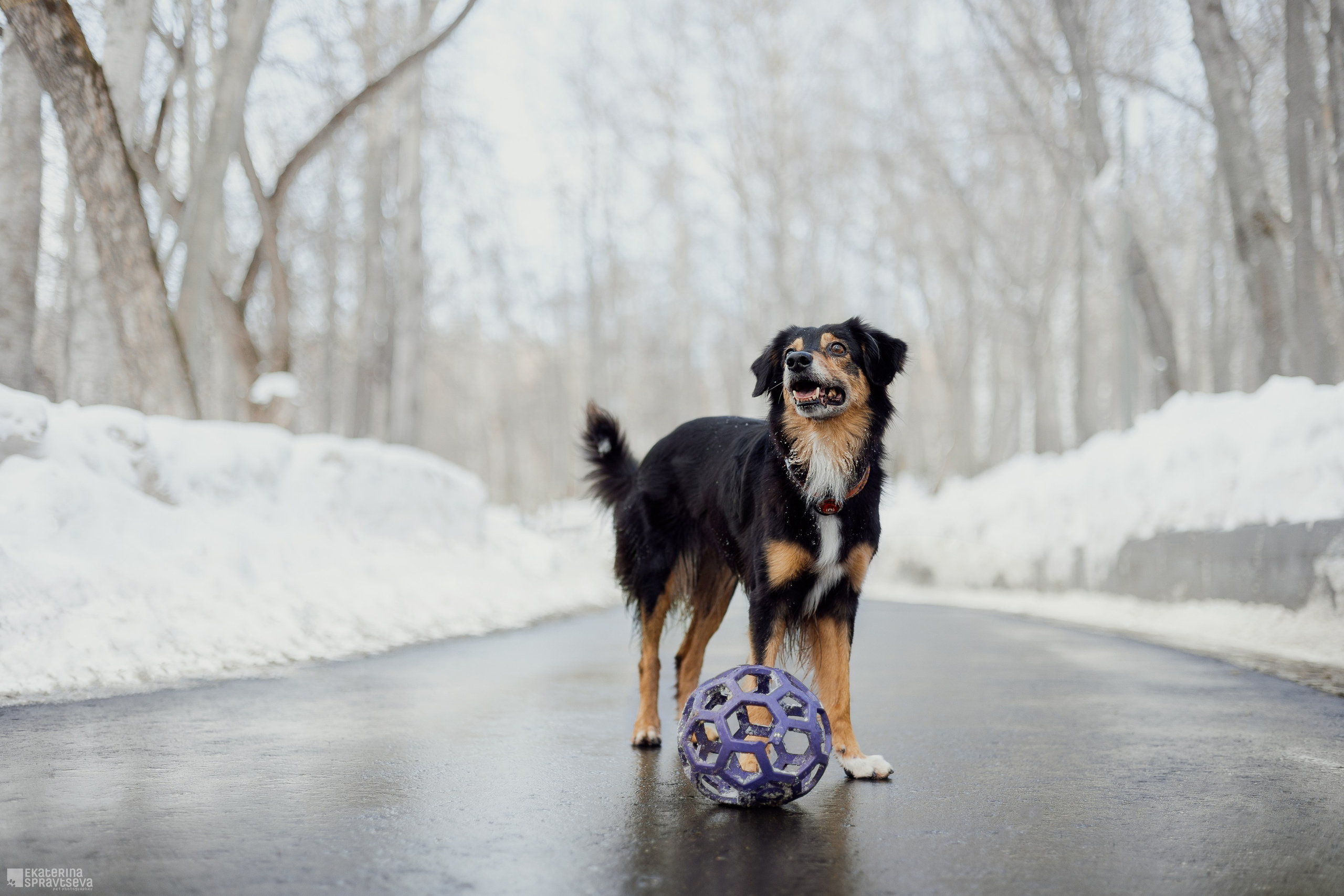 Алла и Кобра. Фотограф Анималист Екатерина Справцева в Нижнем Новгороде