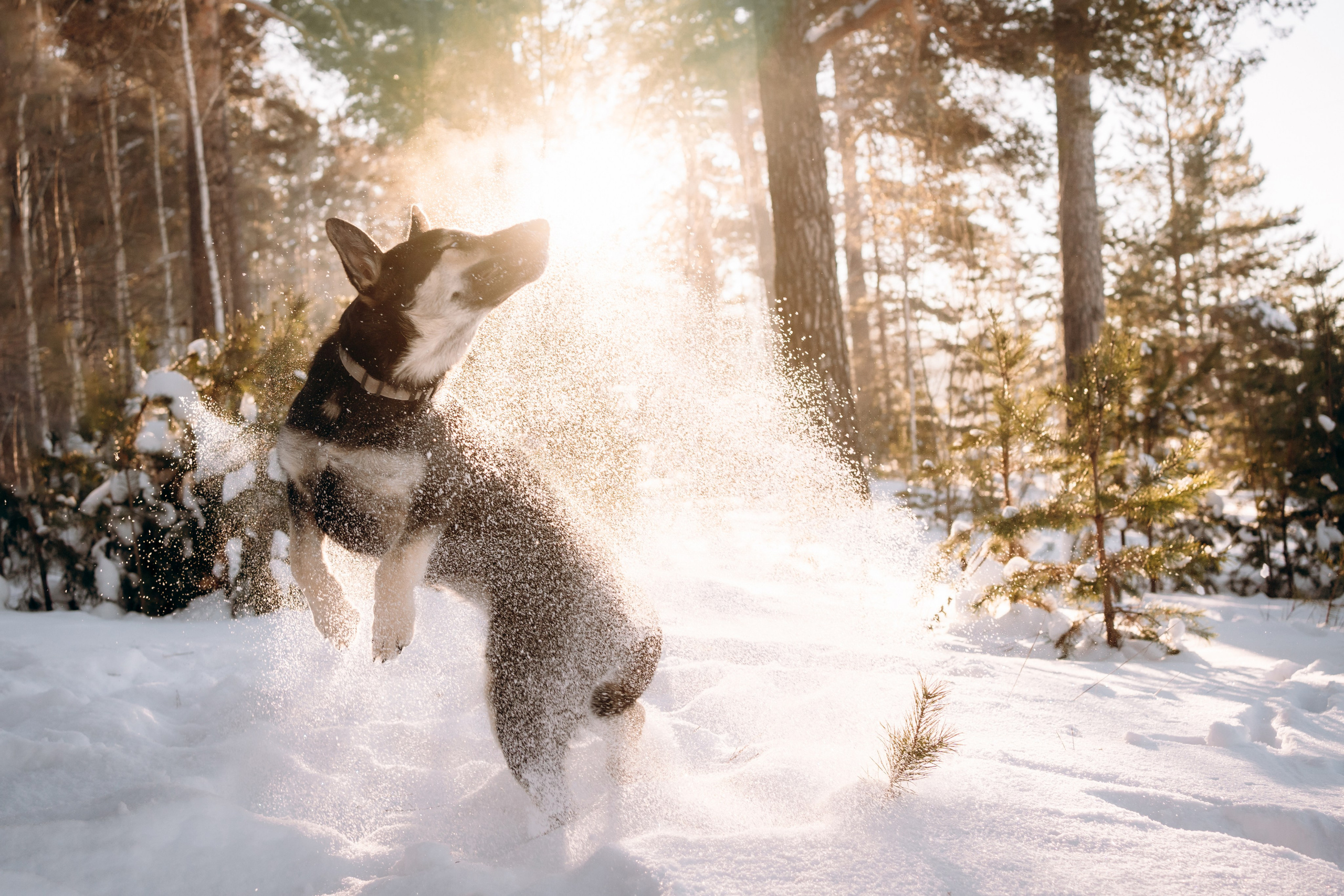 Г. Миасс 2023-2024. Фотограф-анималист Анастасия Большакова