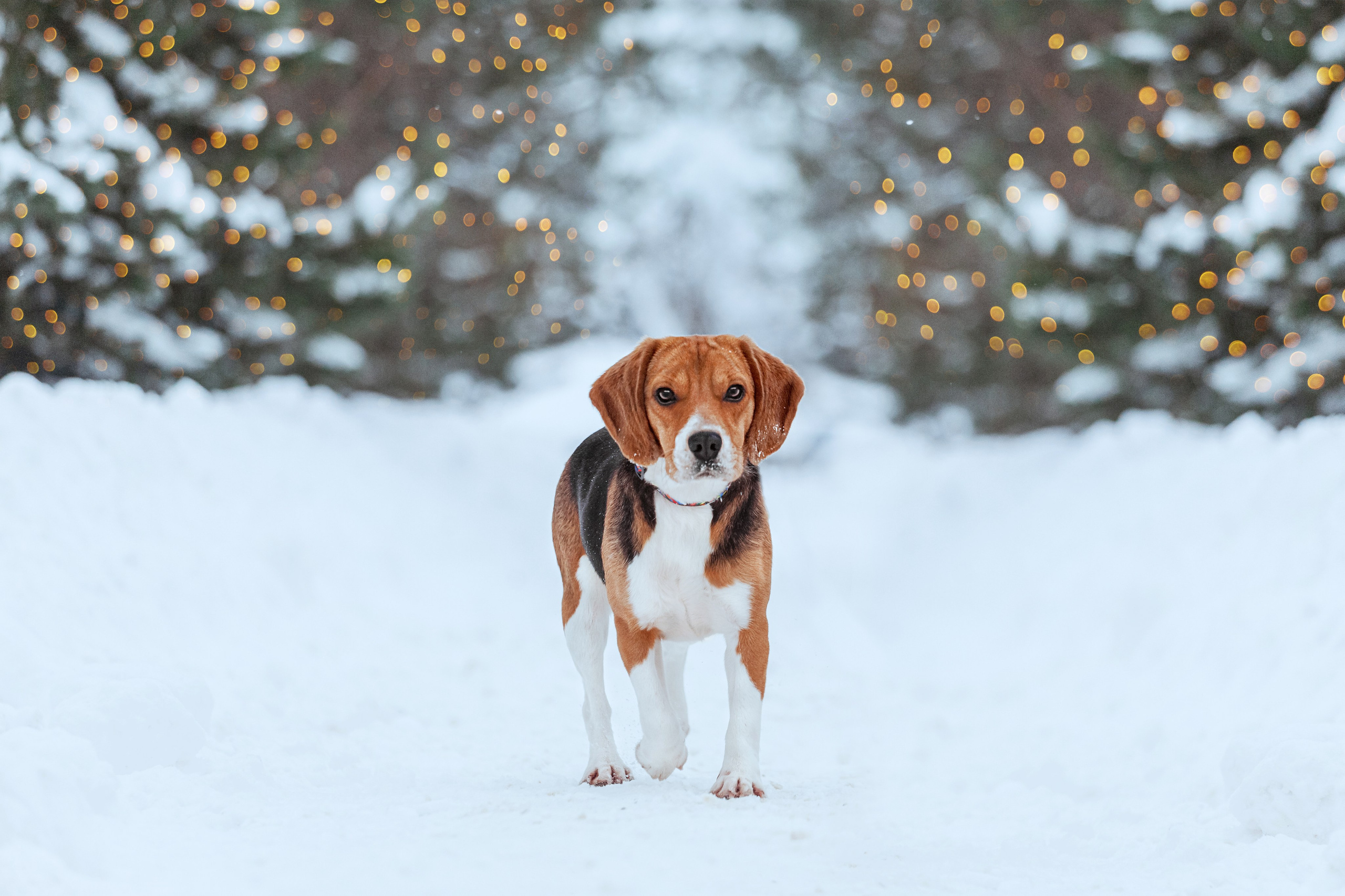 Дом для Биглей 2023. Фотограф-анималист Татьяна Степанова