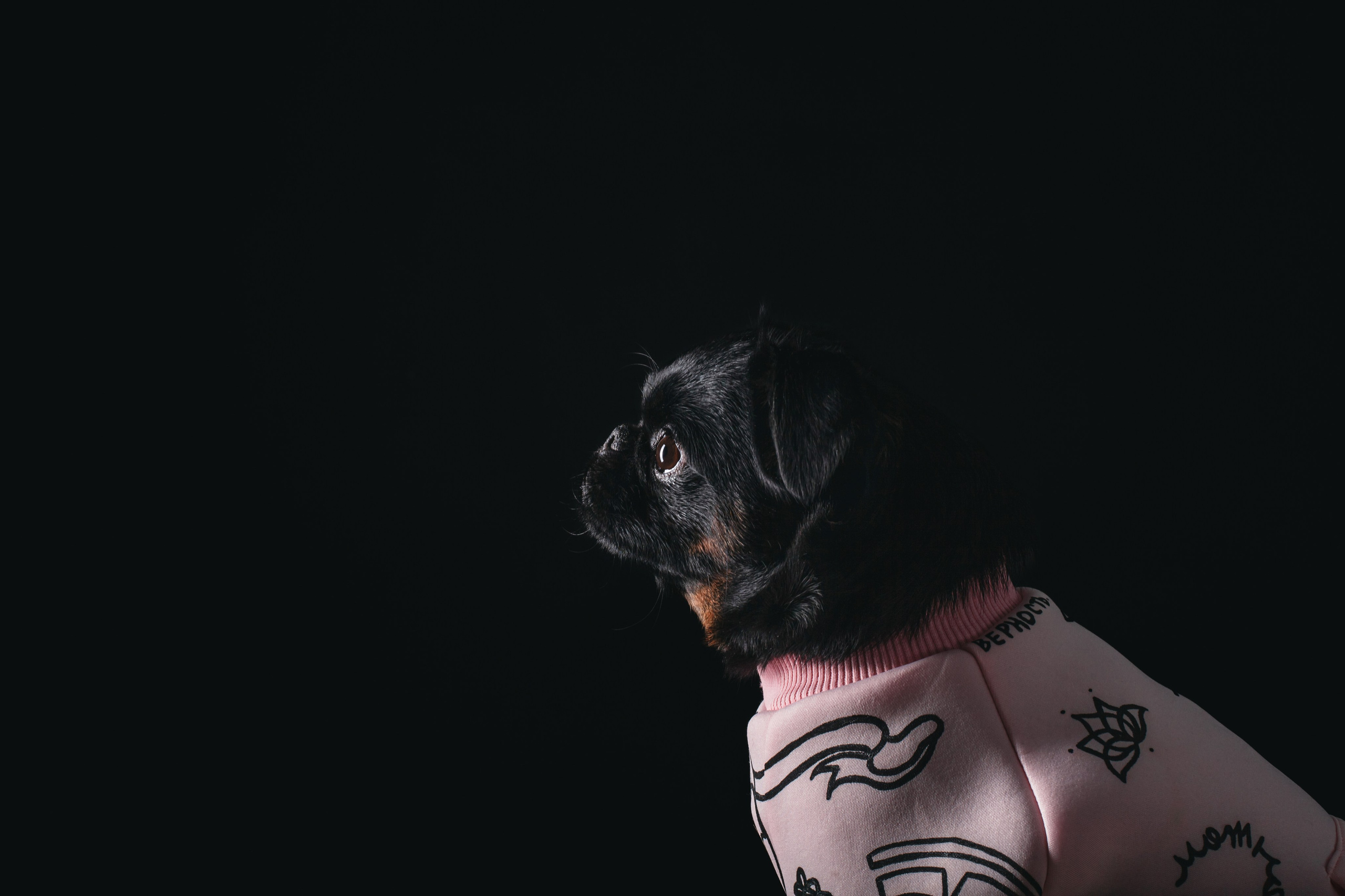 Студийная фотосессия с цветным светом. Фотограф-анималист Татьяна Степанова