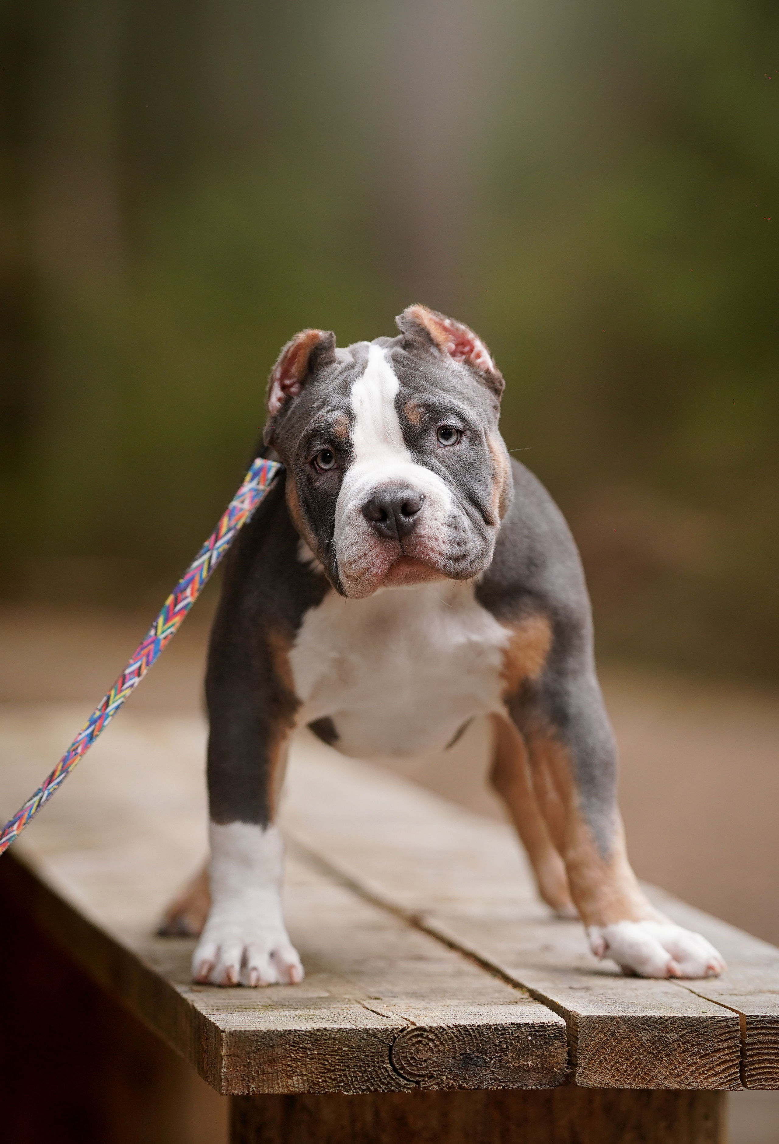 Щенки булли. Фотограф-анималист в Санкт-Петербурге Яна Мартынова