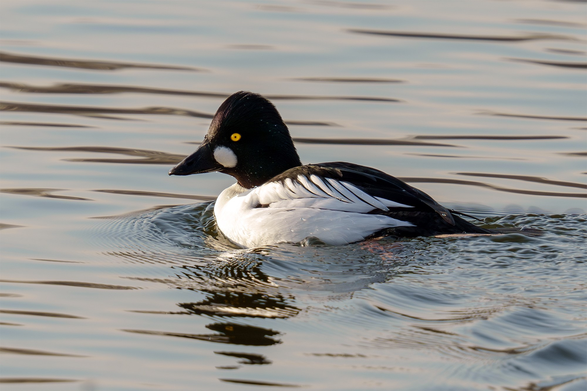 Удивительные мир птиц. Вокруг нас столько прекрасного — присмотритесь!. Ваш личный фотограф Марина Волкова