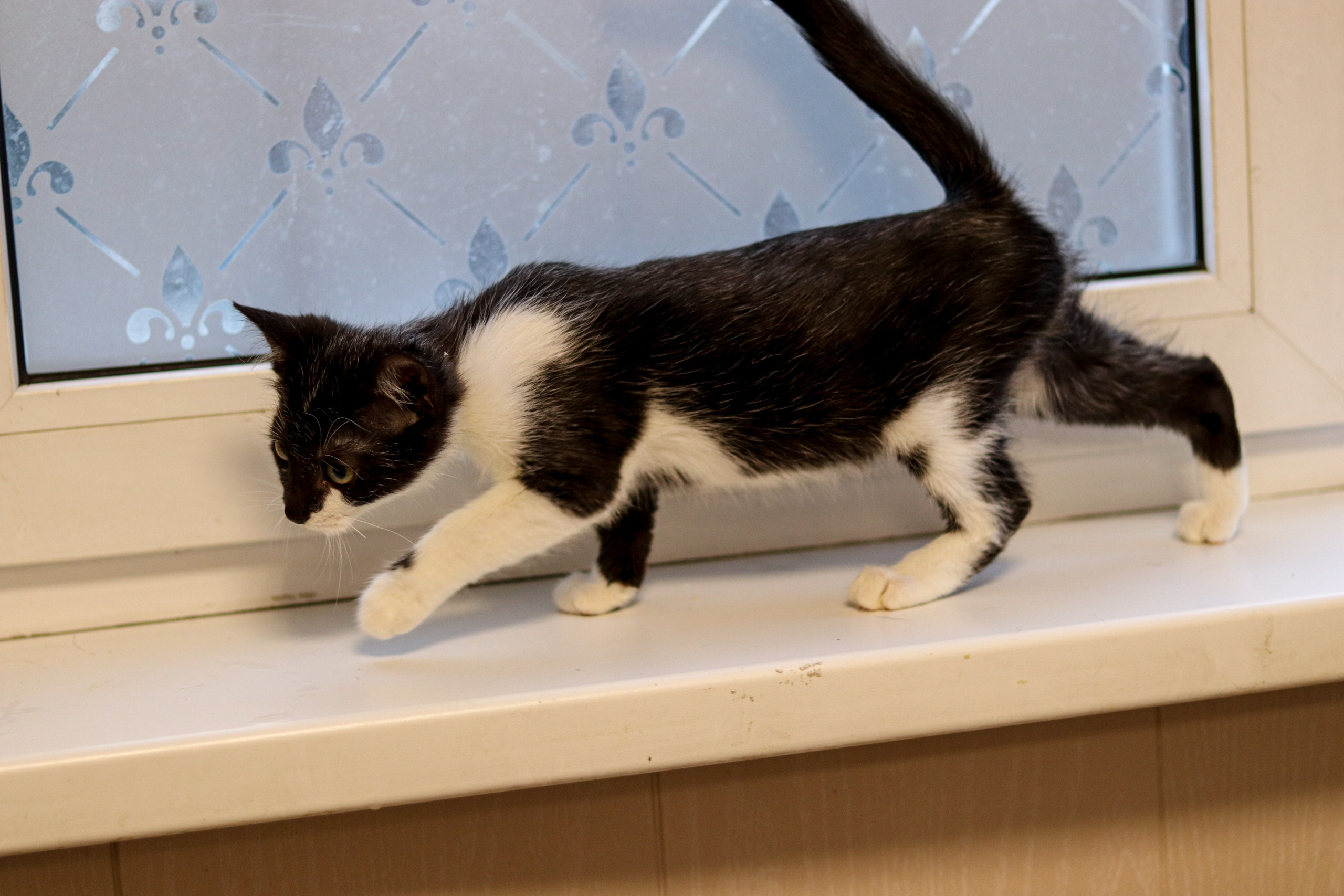 Петербургский дом кота (27 июня 2024). Ивентный фотограф в Санкт-Петербурге Олег Комков