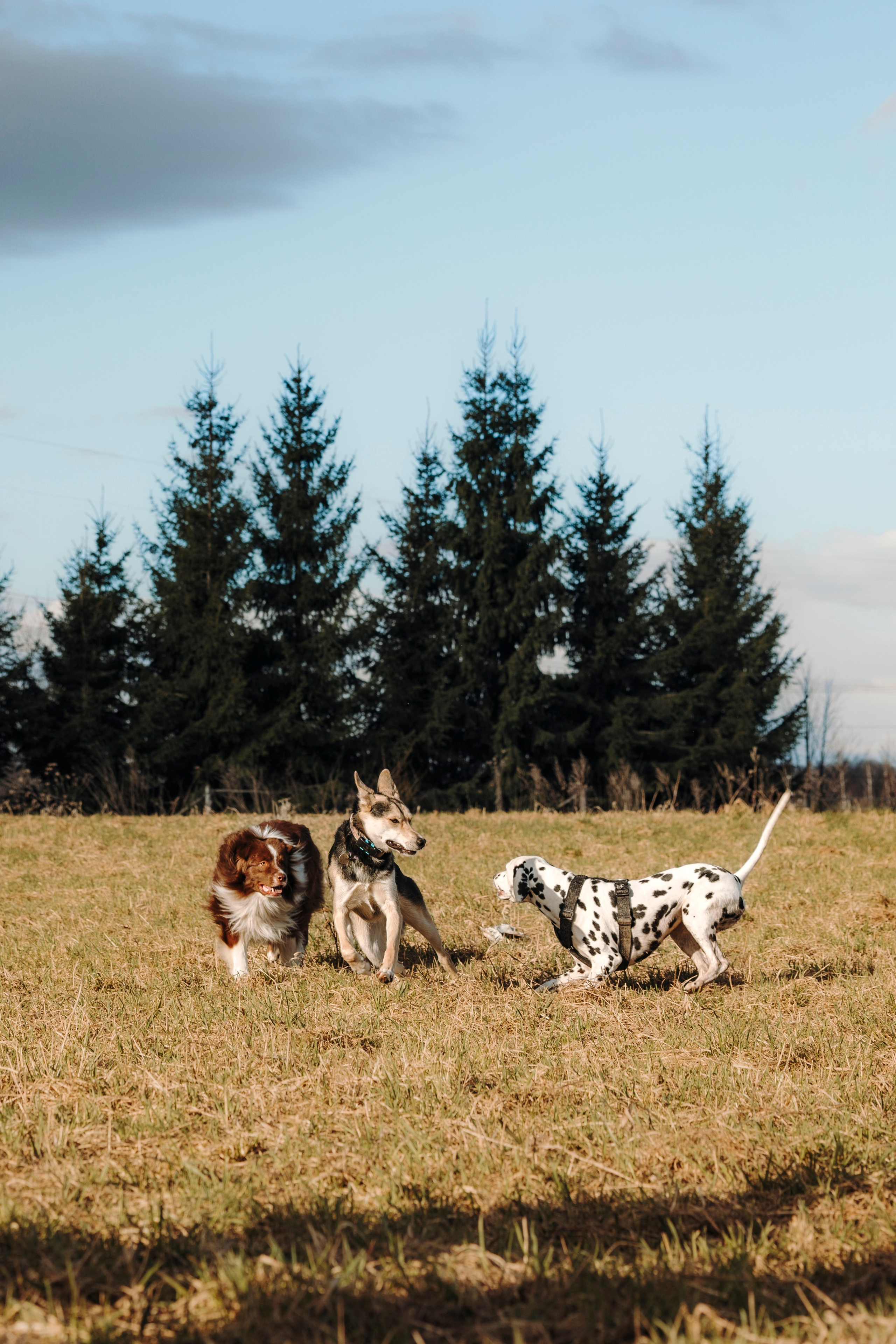 Смена в «DogCamp». Анастасия Белаш