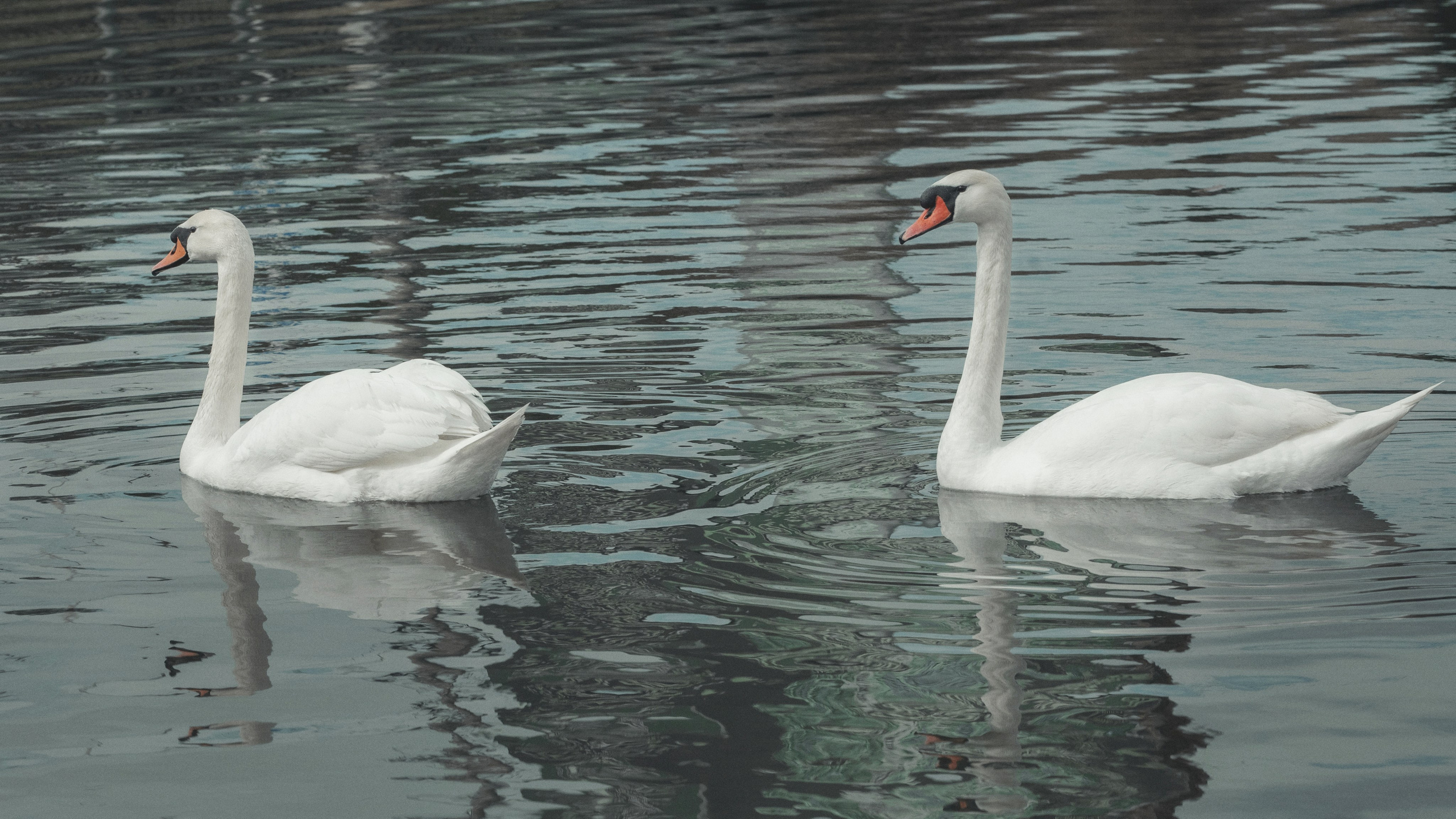 Книголюбы. Фотограф и Видеограф Артур Гимаев