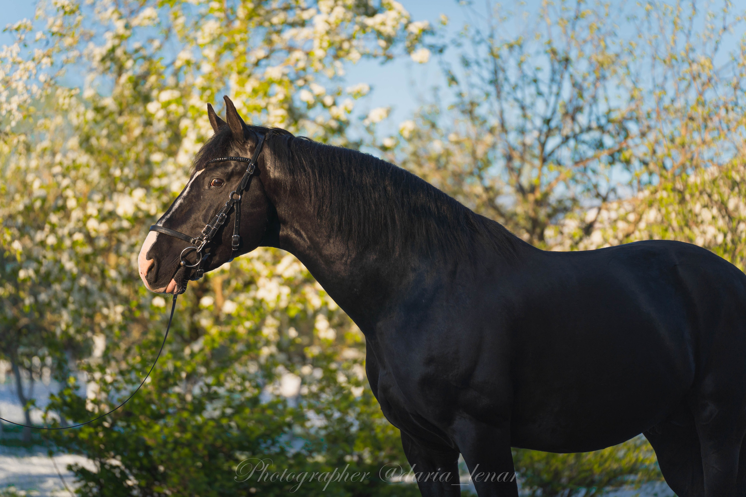 Конные фестивали и мероприятия. Фотограф в Москве Ленарская Дарья