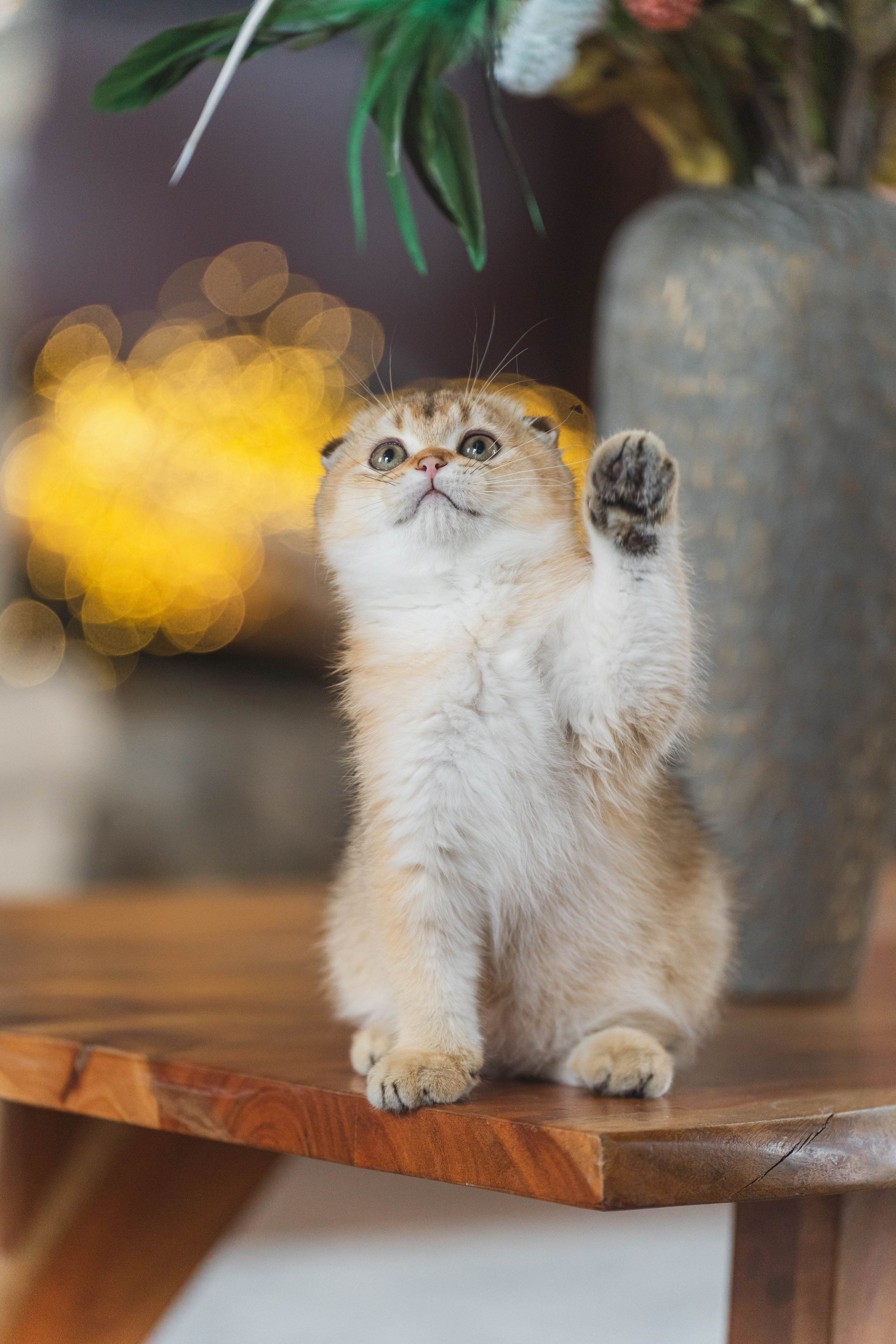 Питомник Шотландских кошек. Фотограф в Москве Ленарская Дарья