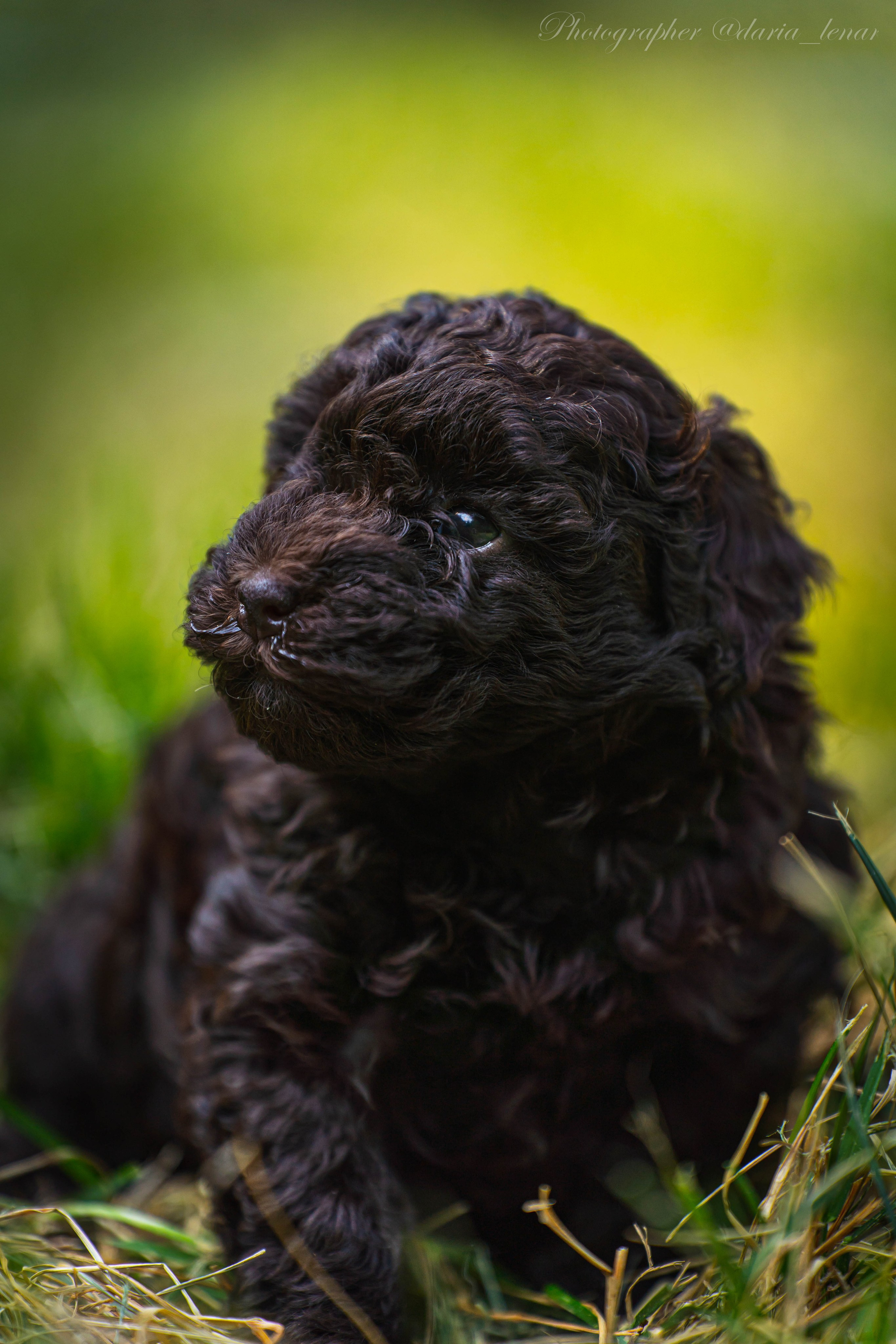 Питомник мини-пуделей. Фотограф в Москве Ленарская Дарья