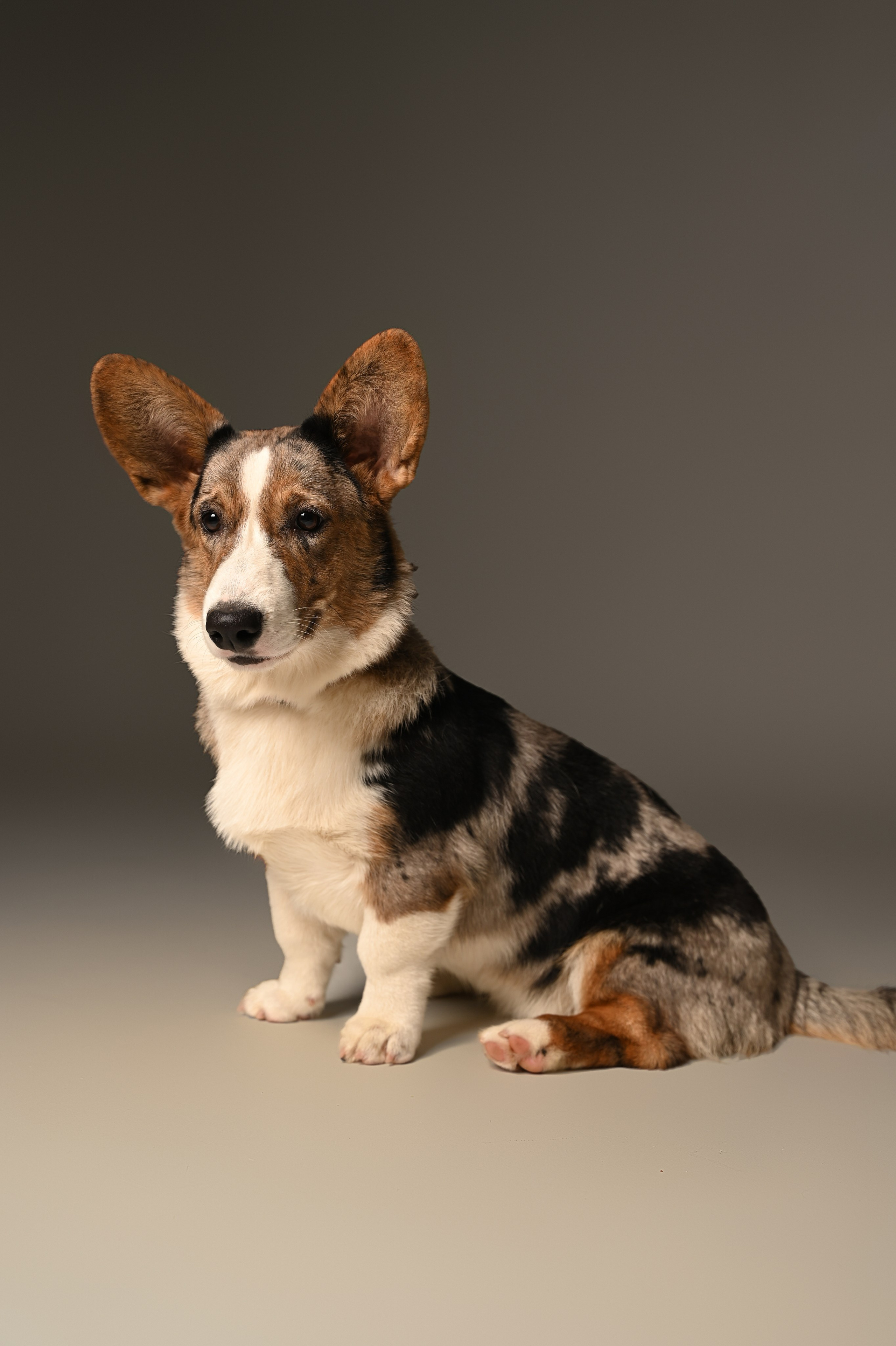 Корги. Фотограф Темрюк Анастасия Фёдорова