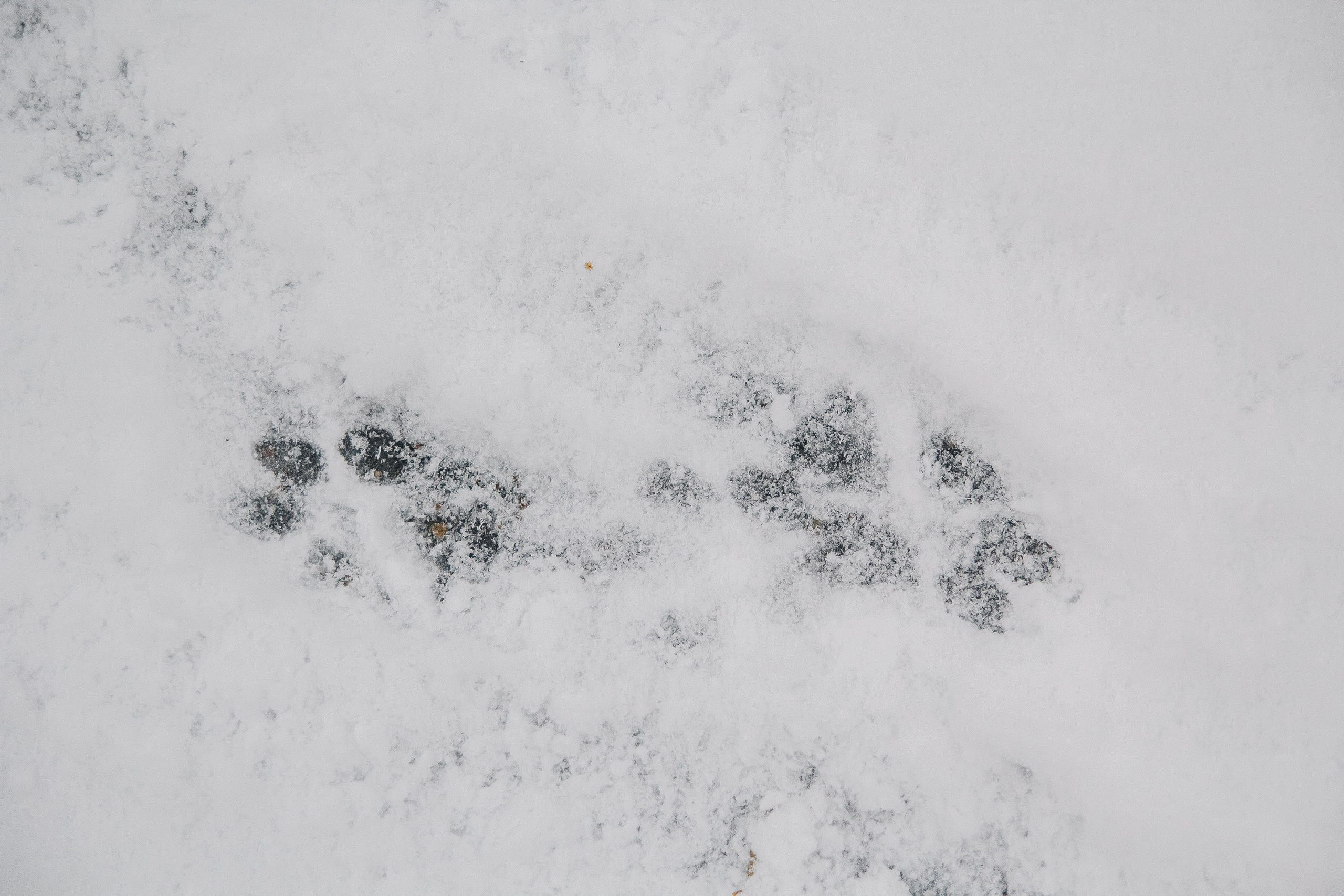 Первый снег 24. Фотограф в Хабаровске Юлия Чванова