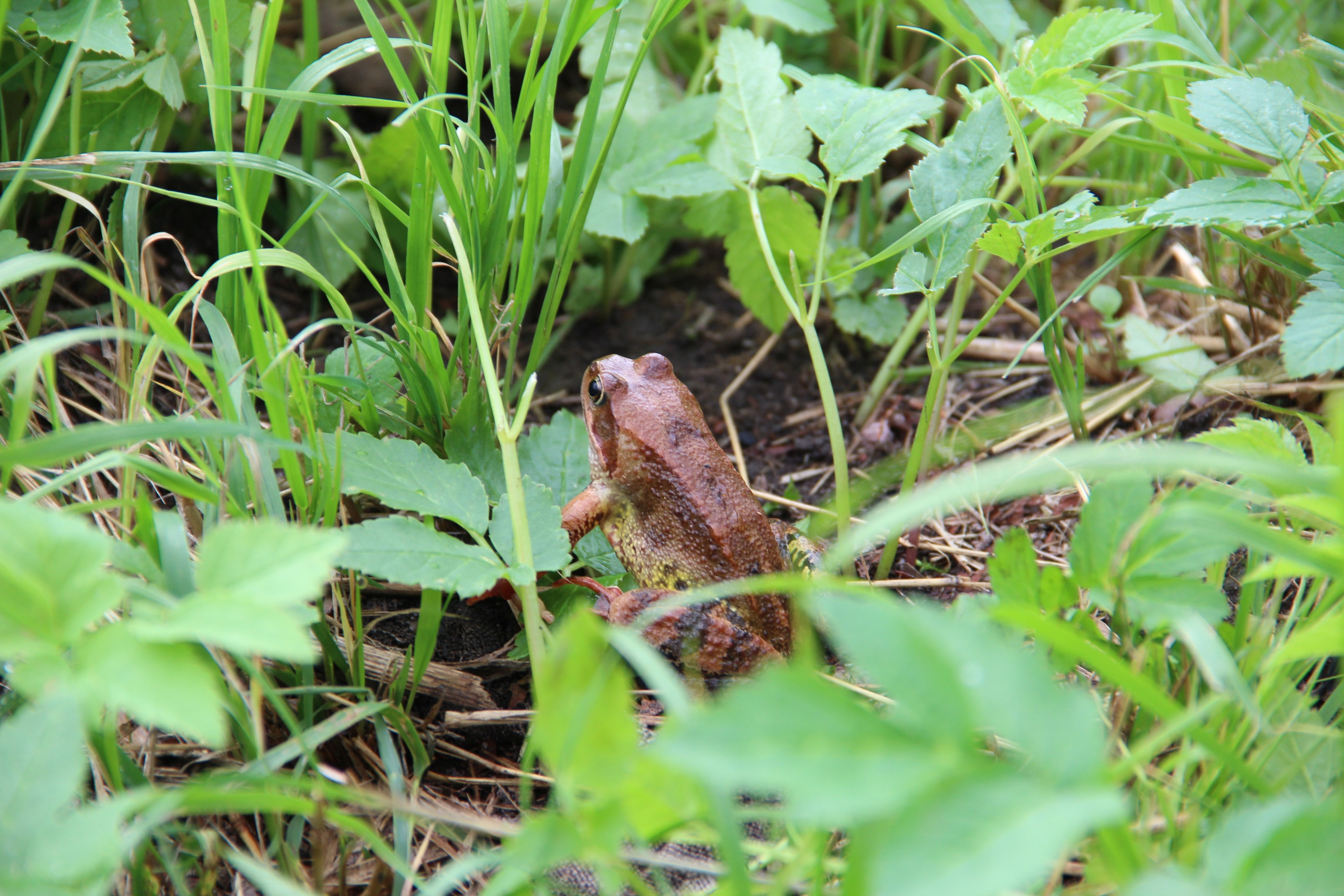 Природа. Животные. Фотограф в Санкт-Петербурге Александр Костюнин