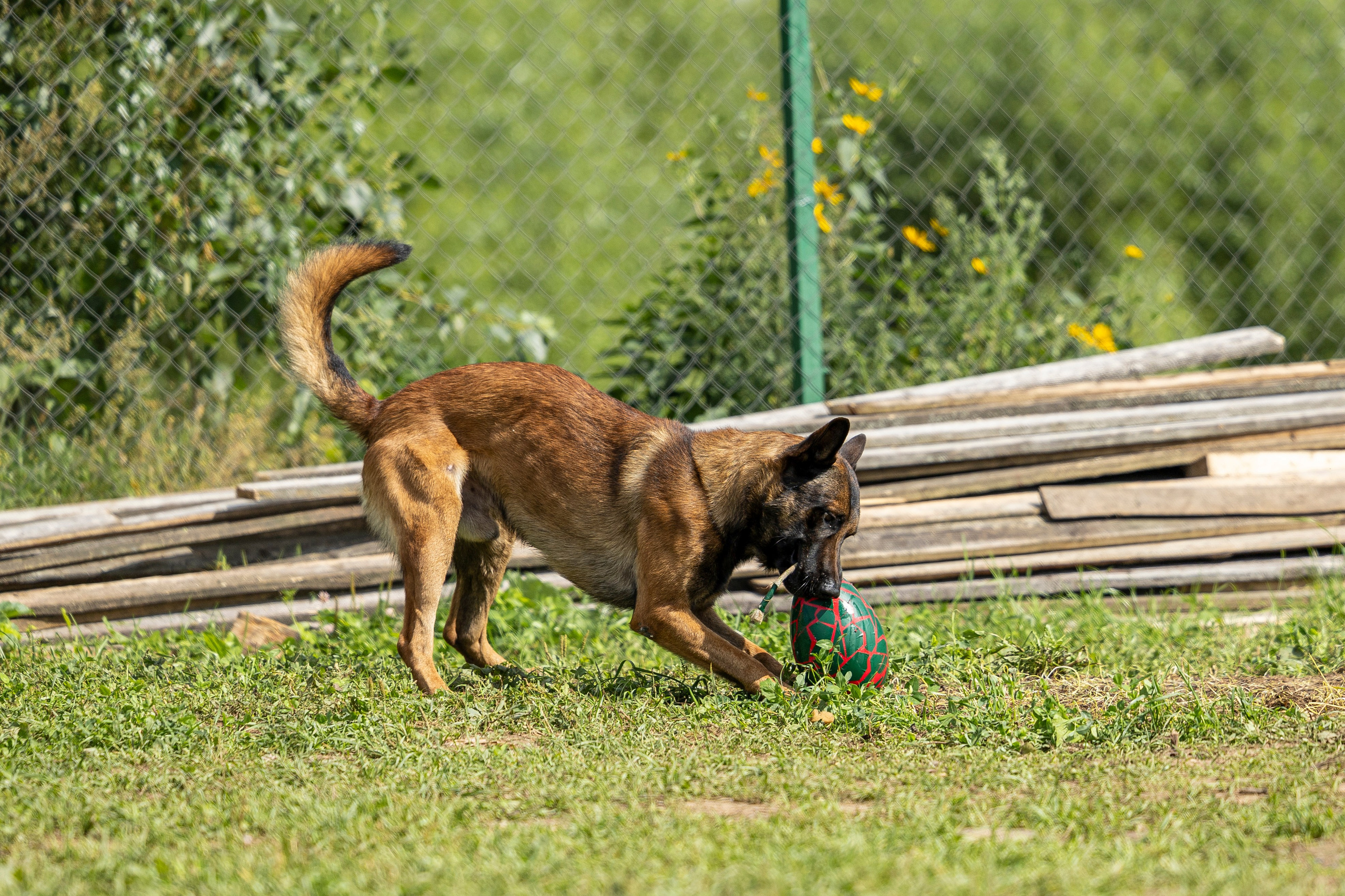 Соревнования по Мондьорингу г. Вологда 10-11.08.2024. Фотограф-анималист Анна Маринич