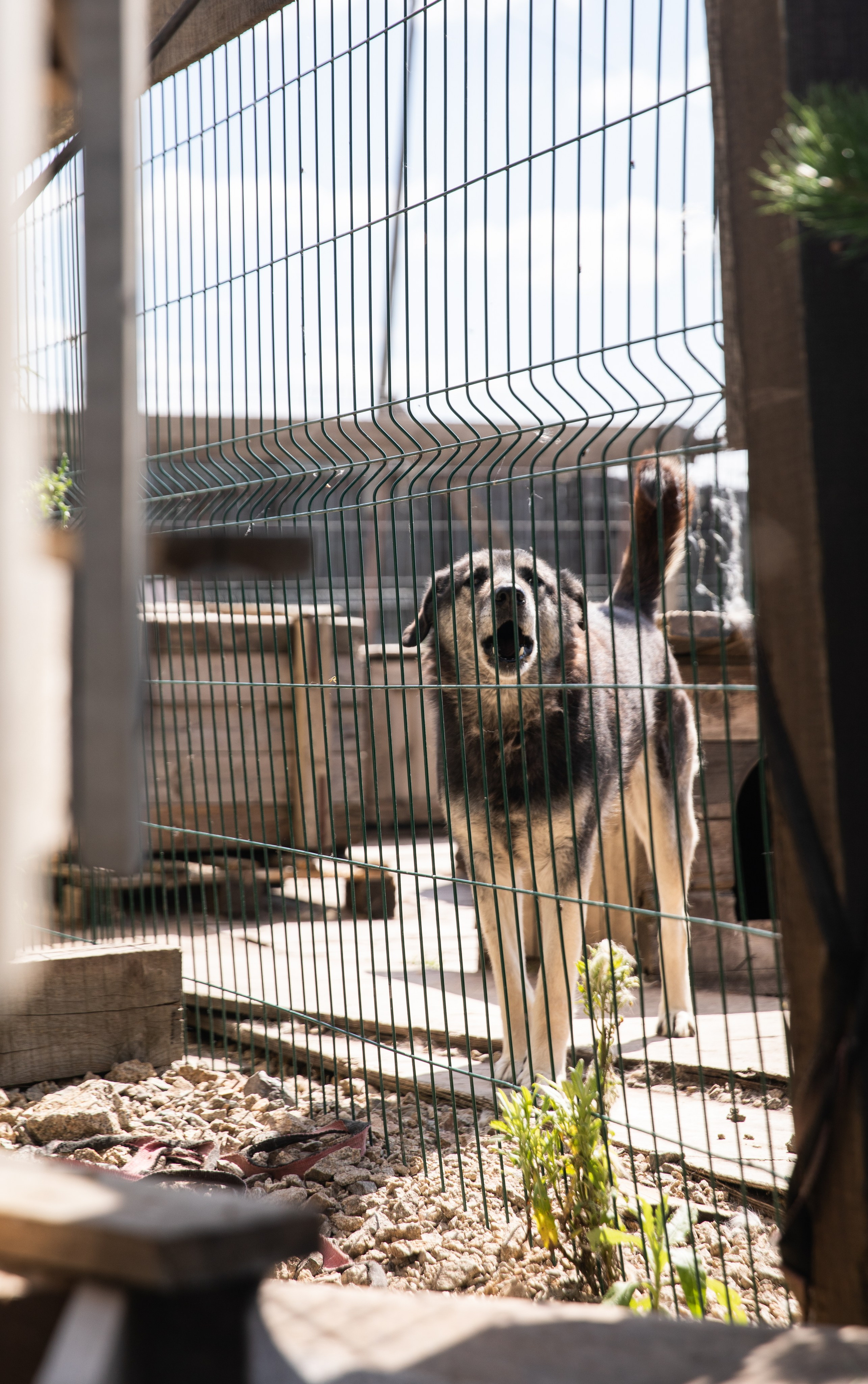 Приют — Наш дом. Репортажный и свадебный фотограф в Челябинске Елисеев Павел