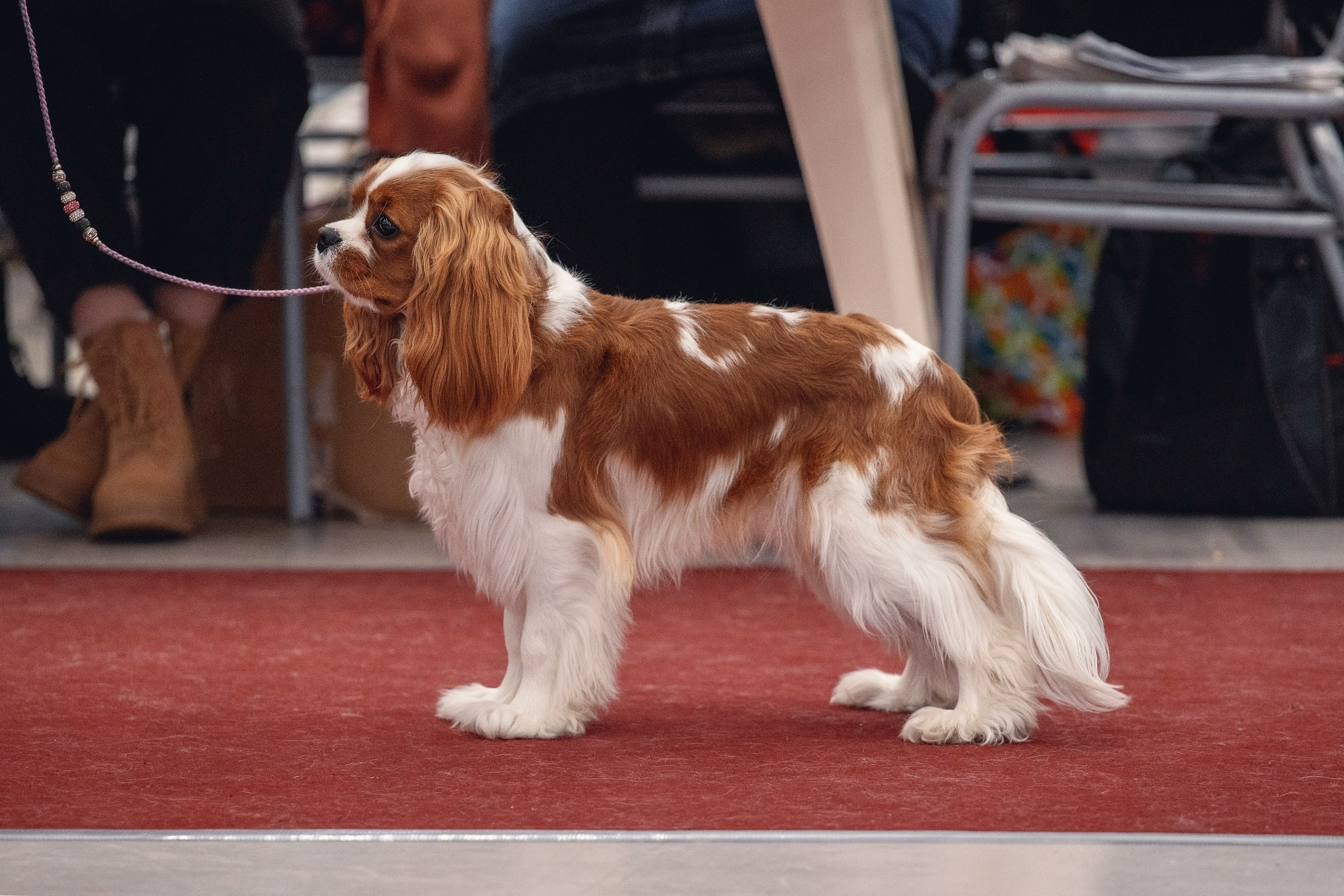 20.01. 2024 Тюмень. YULA KOLESOVA | Фотограф — Анималист | Художник | Тюмень