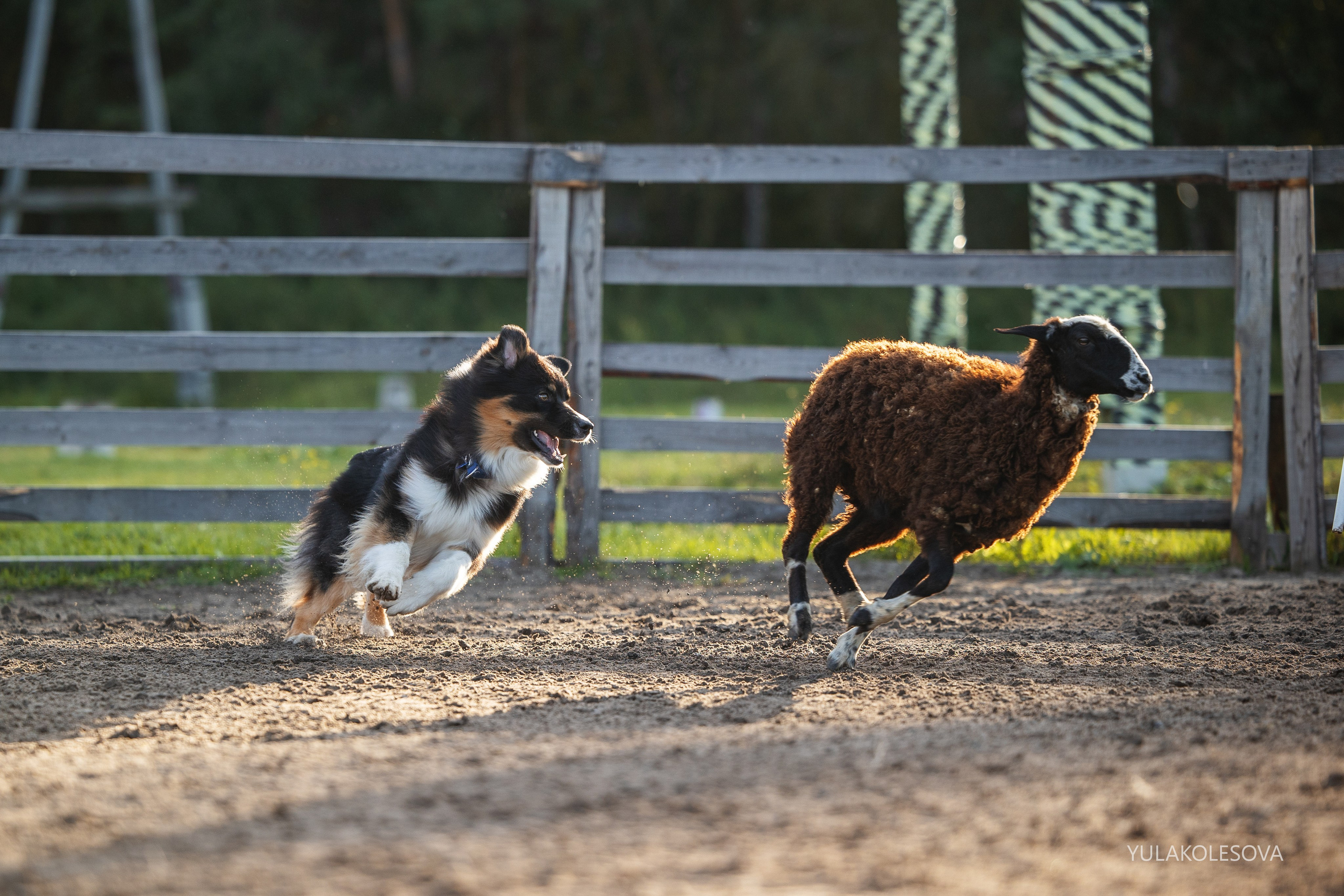 Пастуший интенсив, сентябрь 2024. YULA KOLESOVA | Фотограф — Анималист | Художник | Тюмень
