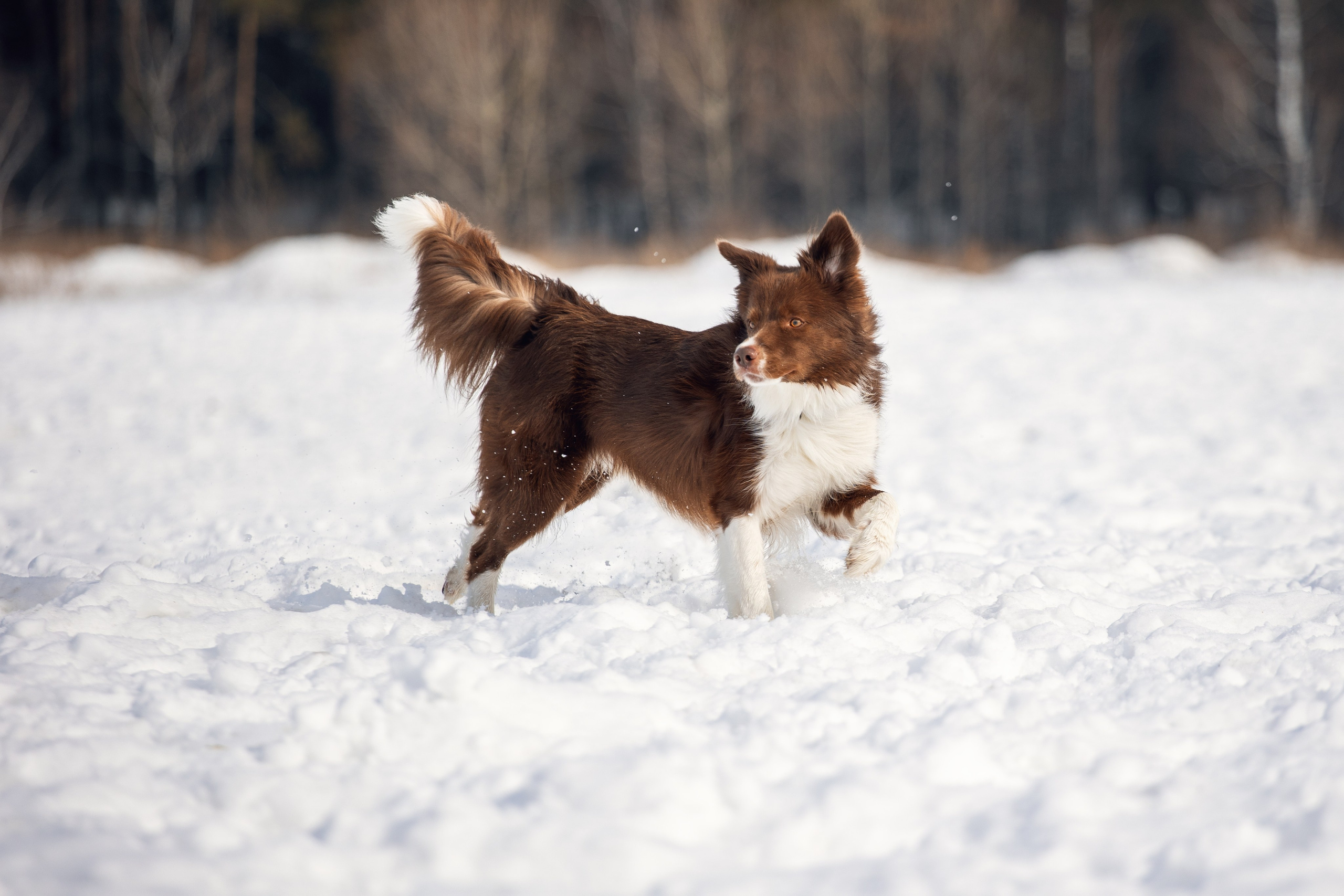 В погоне за снежком…. YULA KOLESOVA | Фотограф — Анималист | Художник | Тюмень