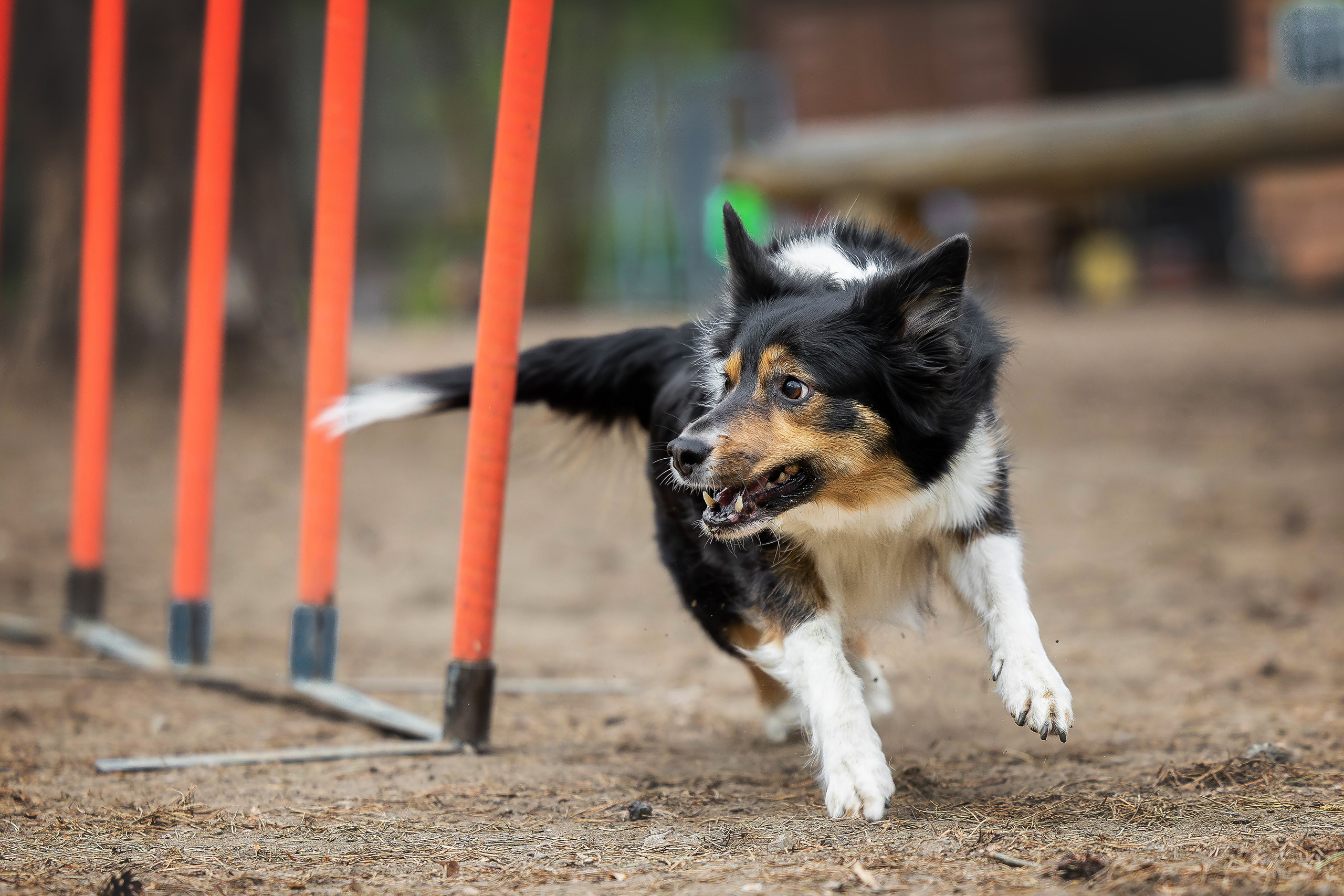 Тренировка аджилити. Фотограф Анималист в Перми Анастасия Остерман