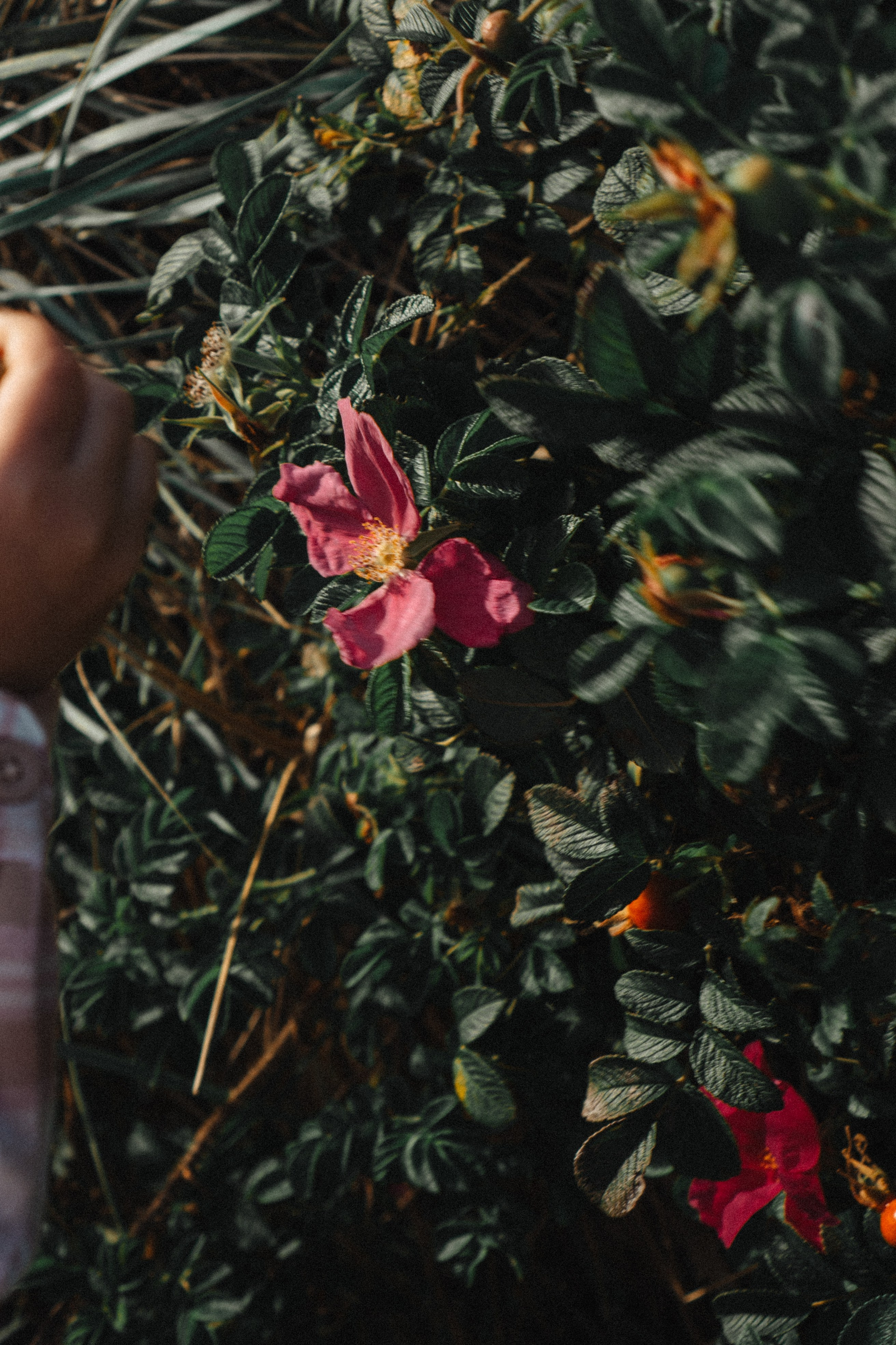 МАМА И ДОЧКА НА ФИНСКОМ ЗАЛИВЕ. Профессиональный фотограф, Санкт-Петербург — Виктория Богомолова