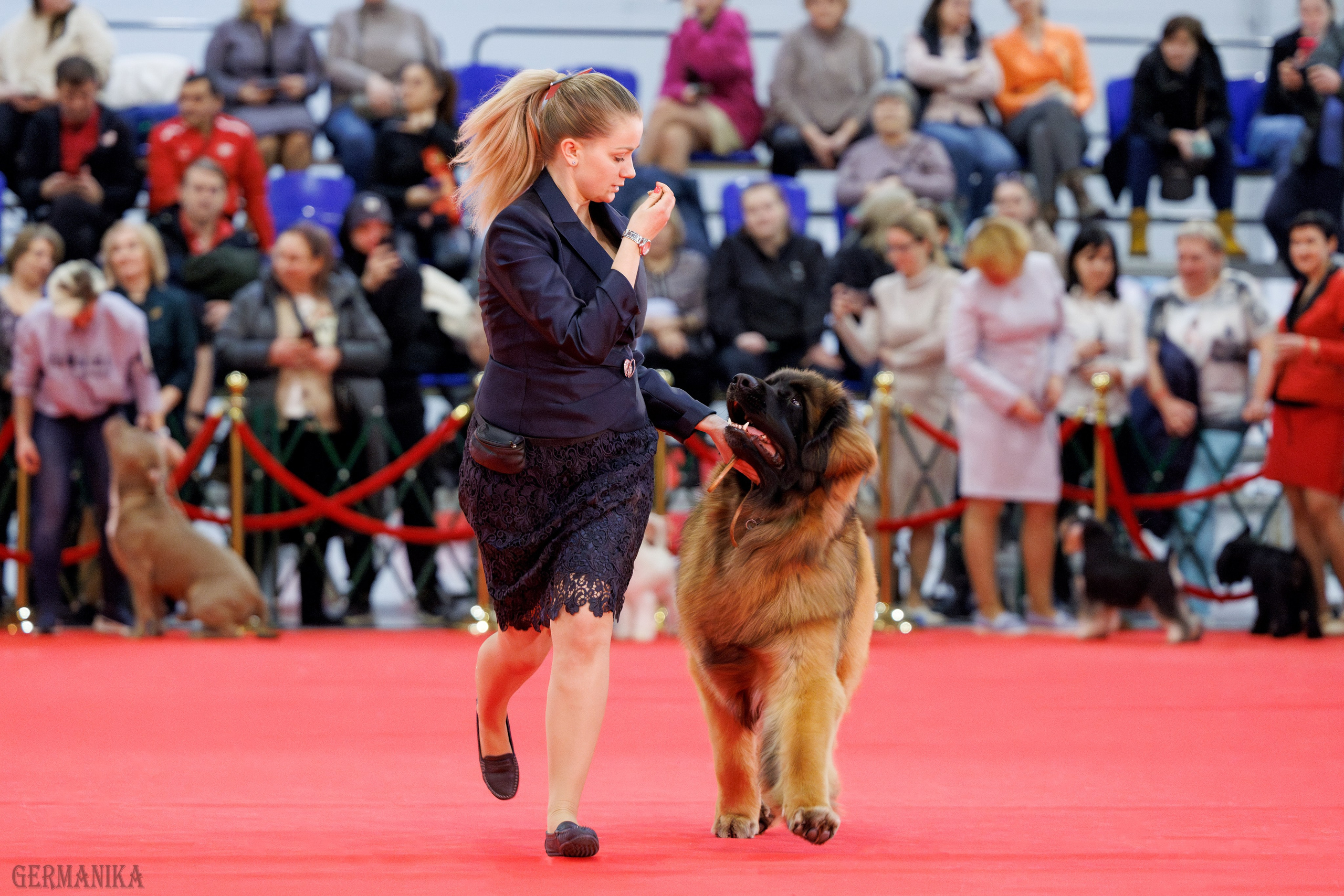 Лучшие Собаки России 17-18.02.2024. Фотограф-анималист Юлия Германика