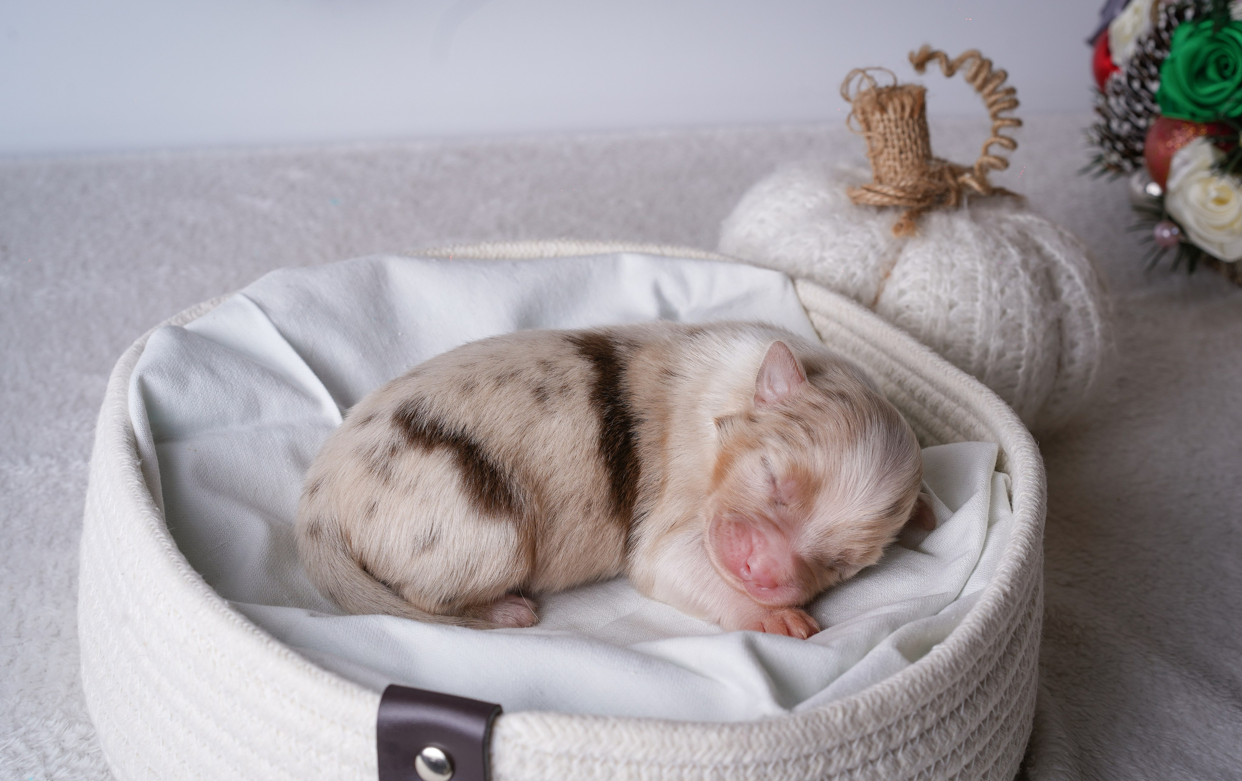 Щенули аусси. Фотограф-анималист в Санкт-Петербурге Яна Мартынова