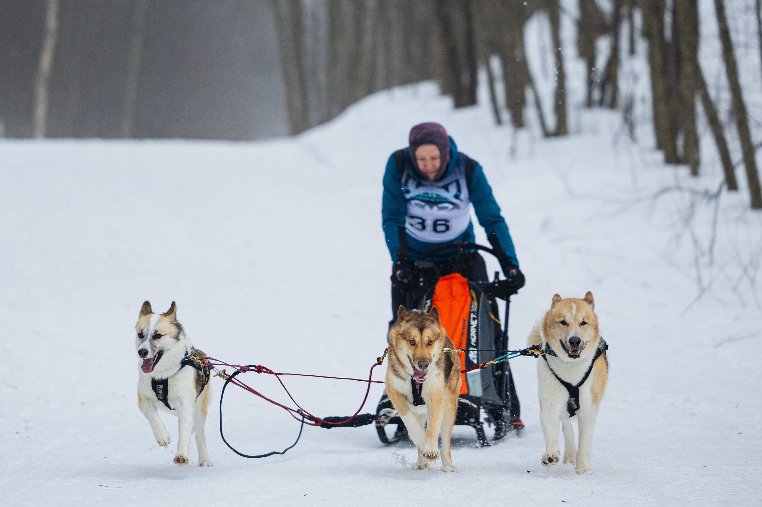 Зимний Чемпионат Санкт-Петербурга по ездовому спорту. Фотограф-анималист Анна Маринич
