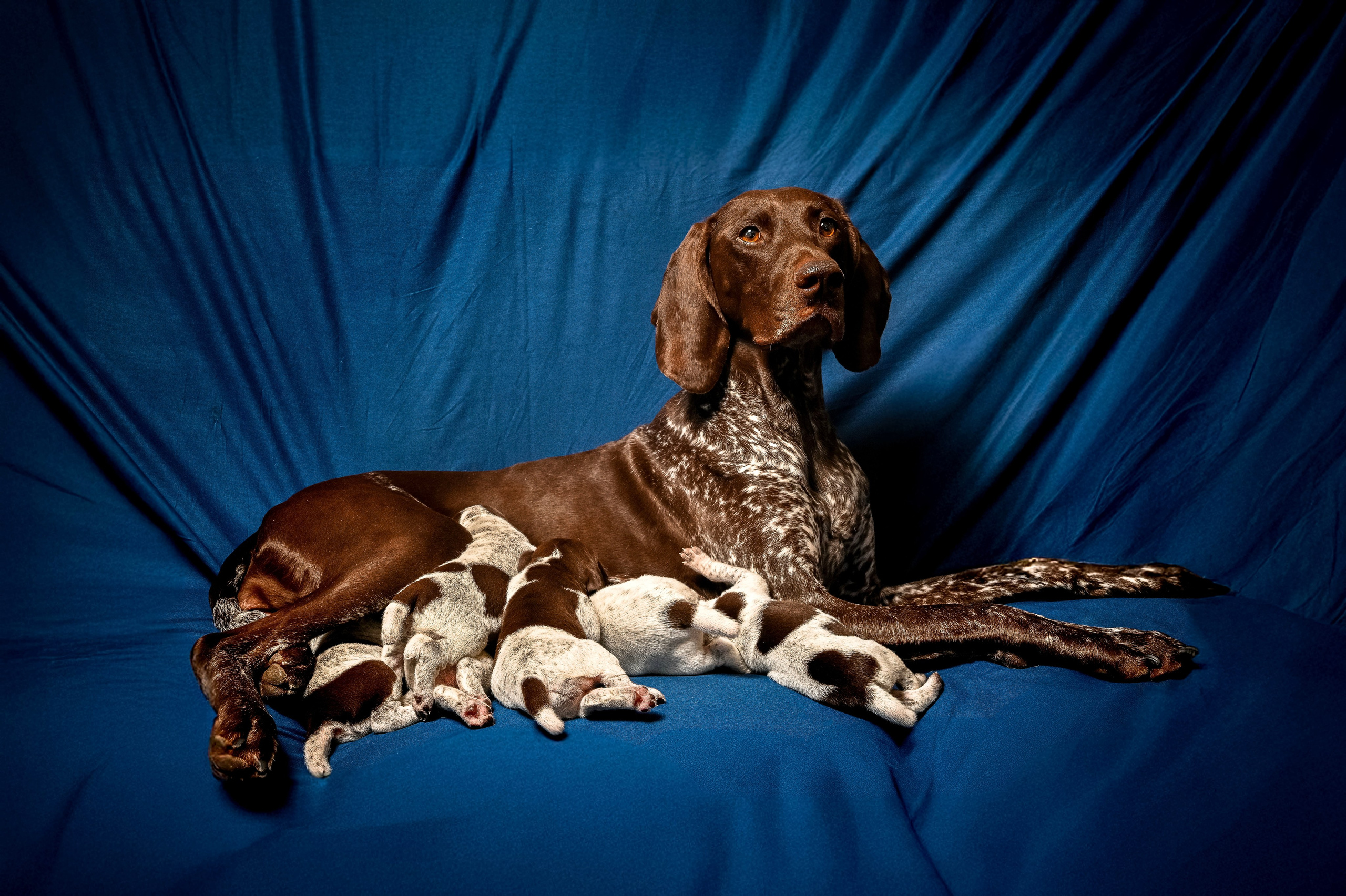 Питомцы. Интерьерный фотограф. Фото- видеосъемка недвижимости Санкт-Петербург