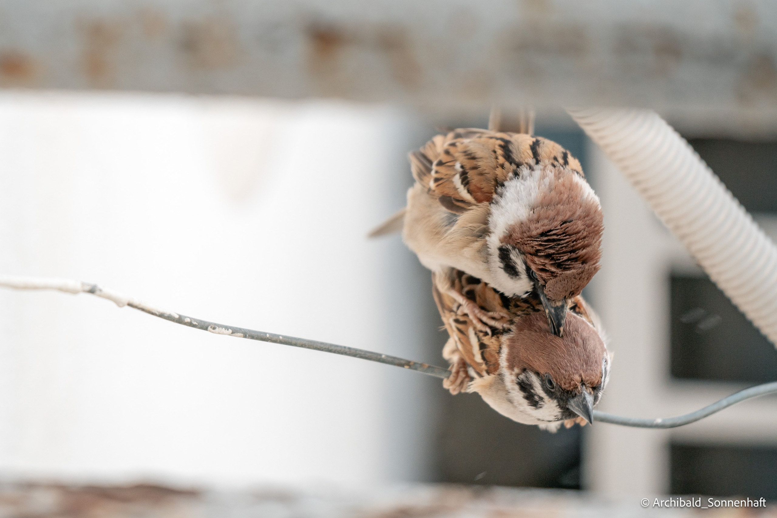 Balcony sparrows. Photographer in Guangzhou, China. Archibald Sonnenhaft